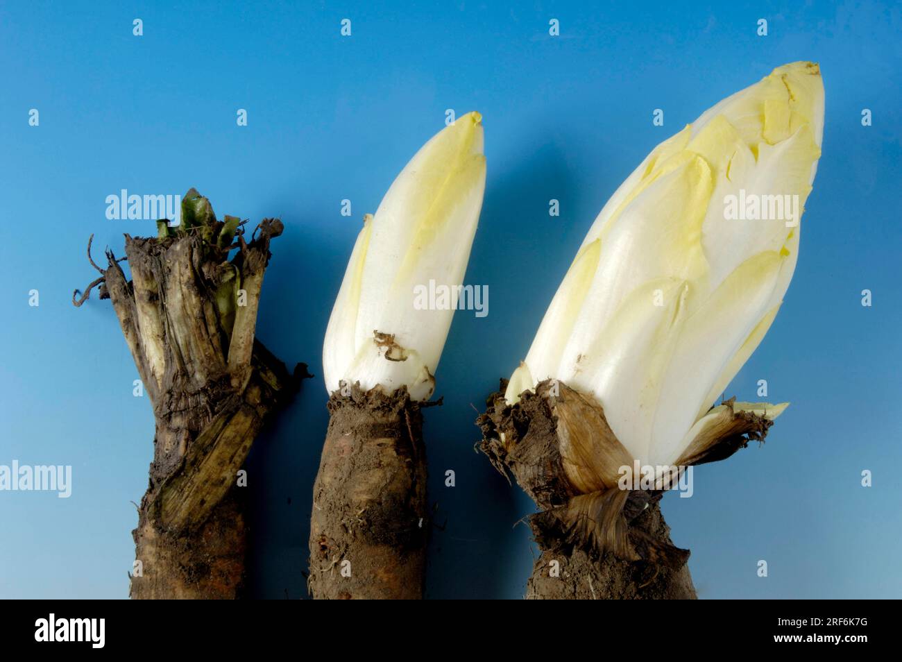 Chicorée à racine (Cichorium intybus foliosum), culture de chicorée Banque D'Images