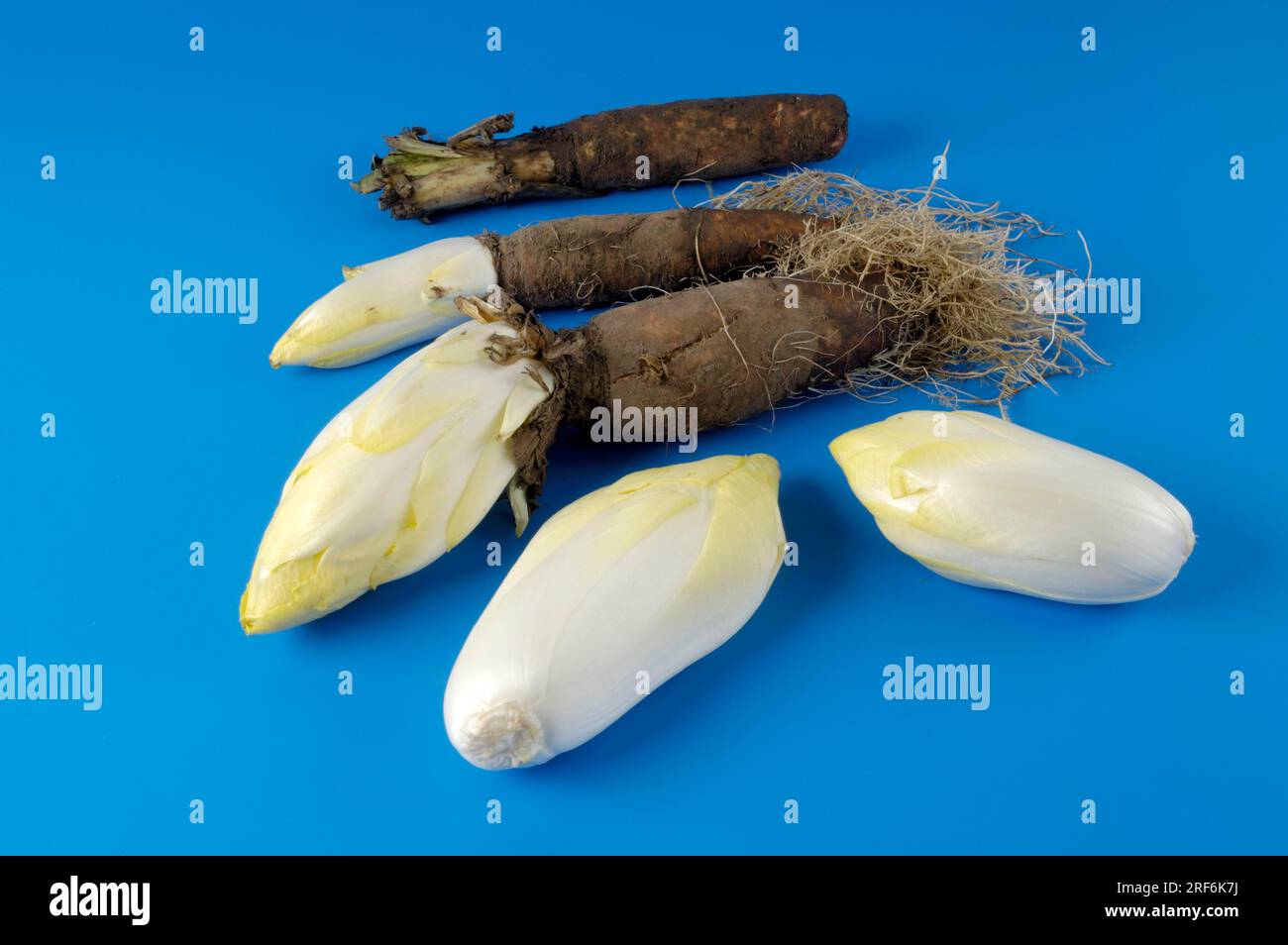 Chicorée avec racine (Cichorium intybus foliosum) Banque D'Images