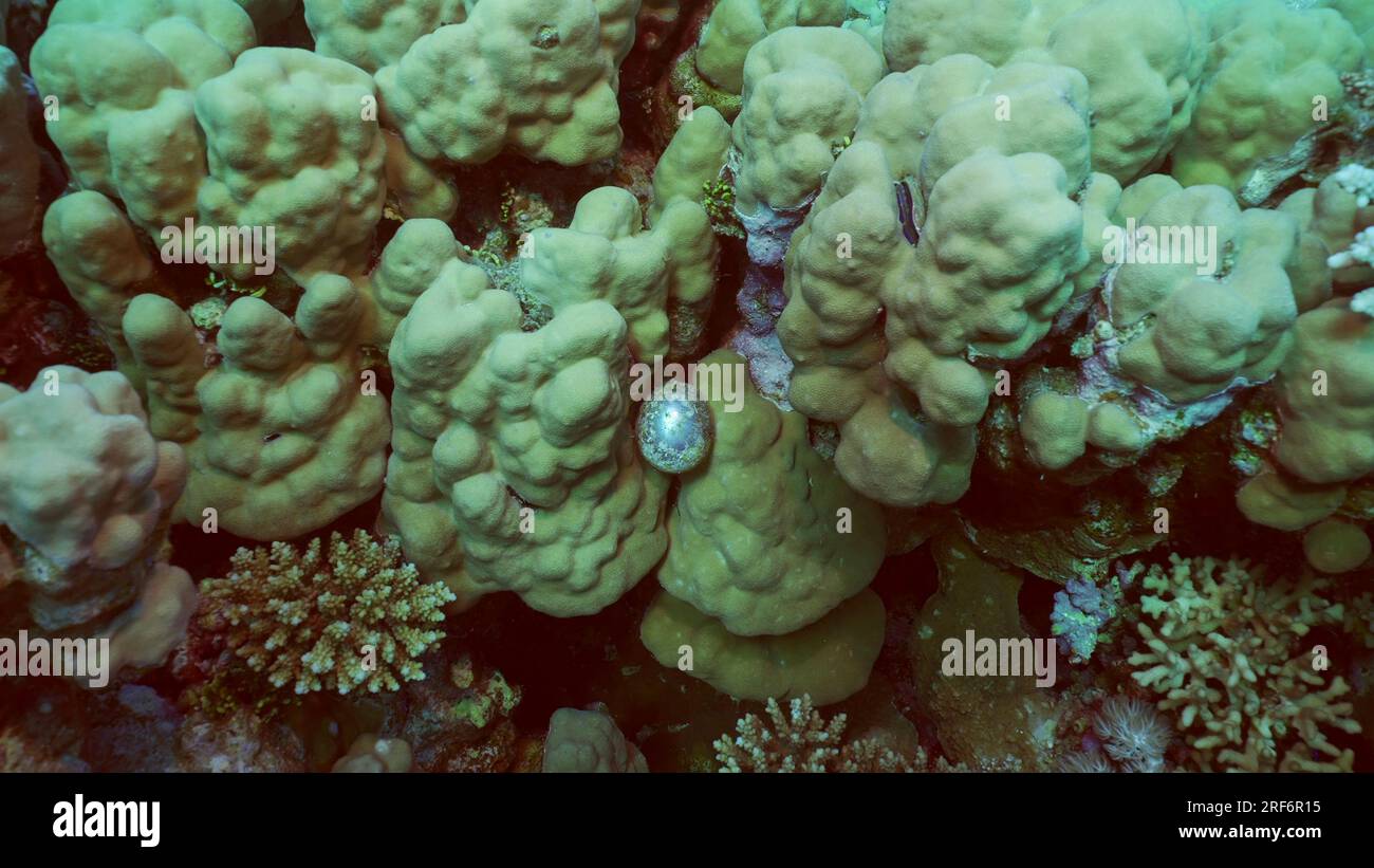 Organismes unicellulaires algues à bulles, raisin de mer, globes oculaires de Sailor (Valonia ventricos), coraux à main, mer Rouge, Safaga, Égypte Banque D'Images