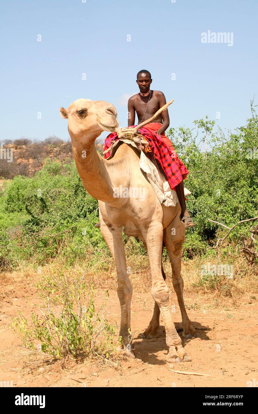 Homme de Samburu avec dromadaire (Camelus dromedarius), tribu Samburu, Réserve nationale de Samburu, Kenya, district de Samburu, Chameau à bosse unique Banque D'Images