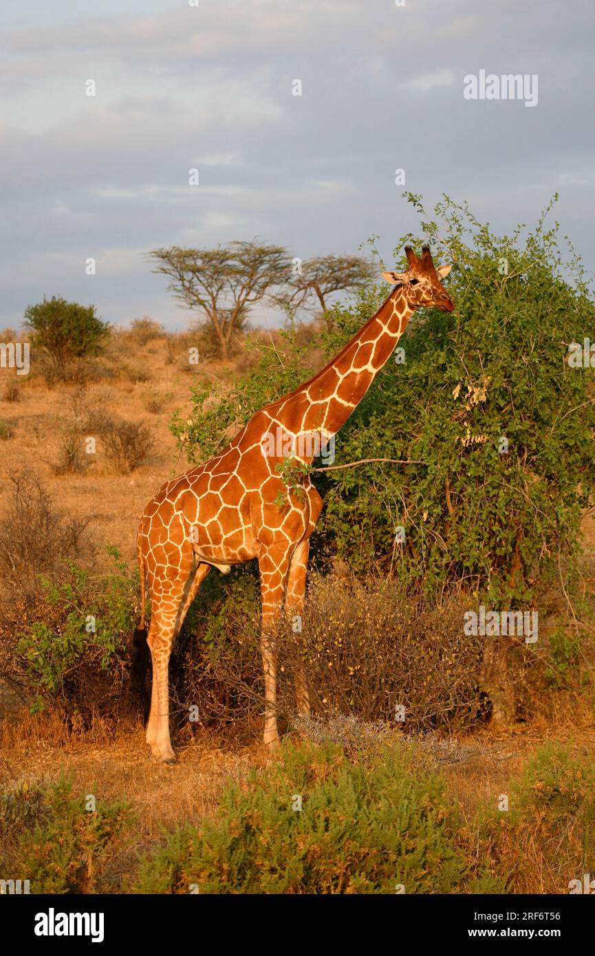 Girafe réticulée (Giraffa camelopardalis reticulata), réserve de gibier de Samburu, Kenya Banque D'Images