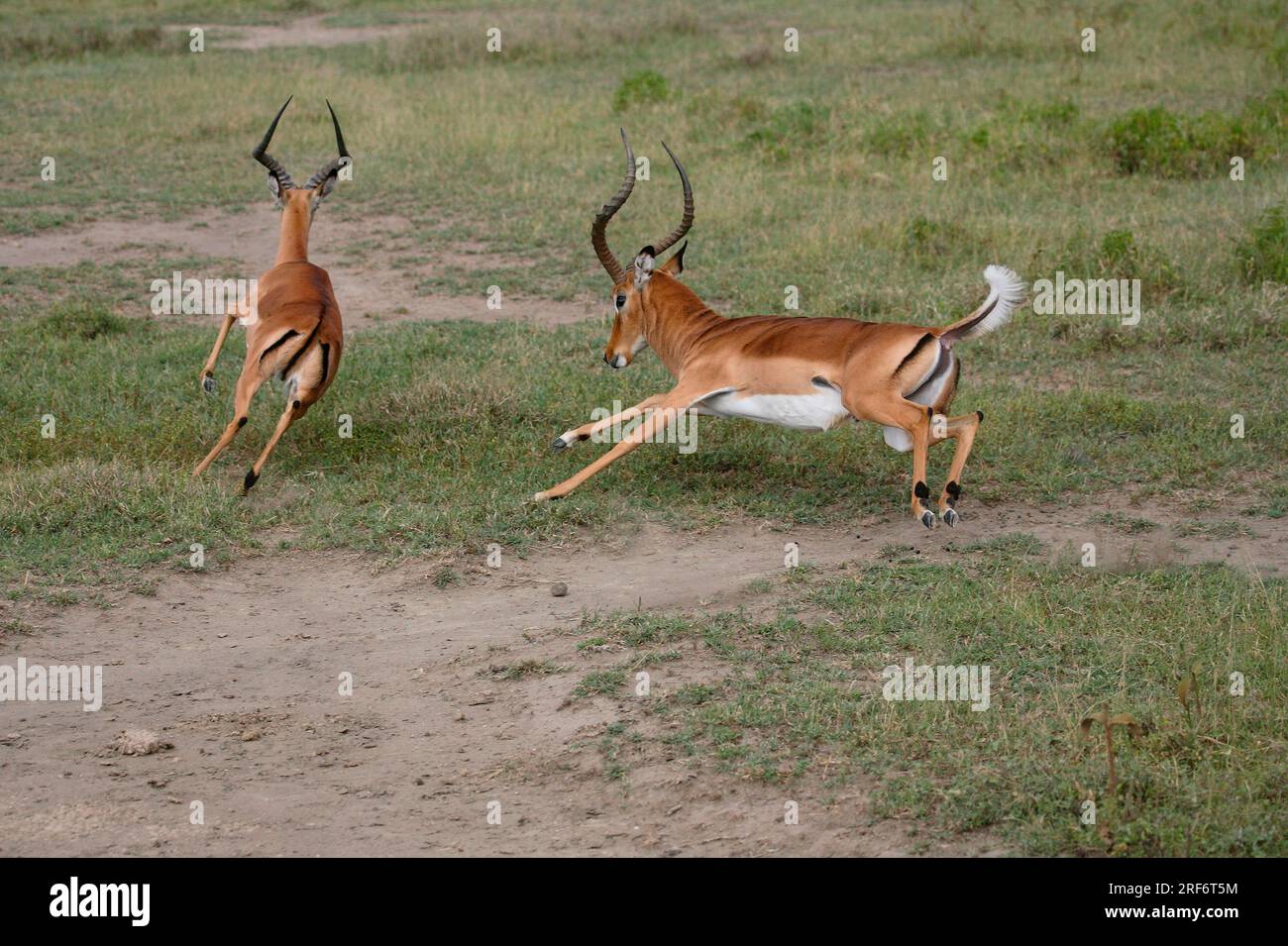 Impalas (Aepyceros melampus) mâles, Kenya Banque D'Images