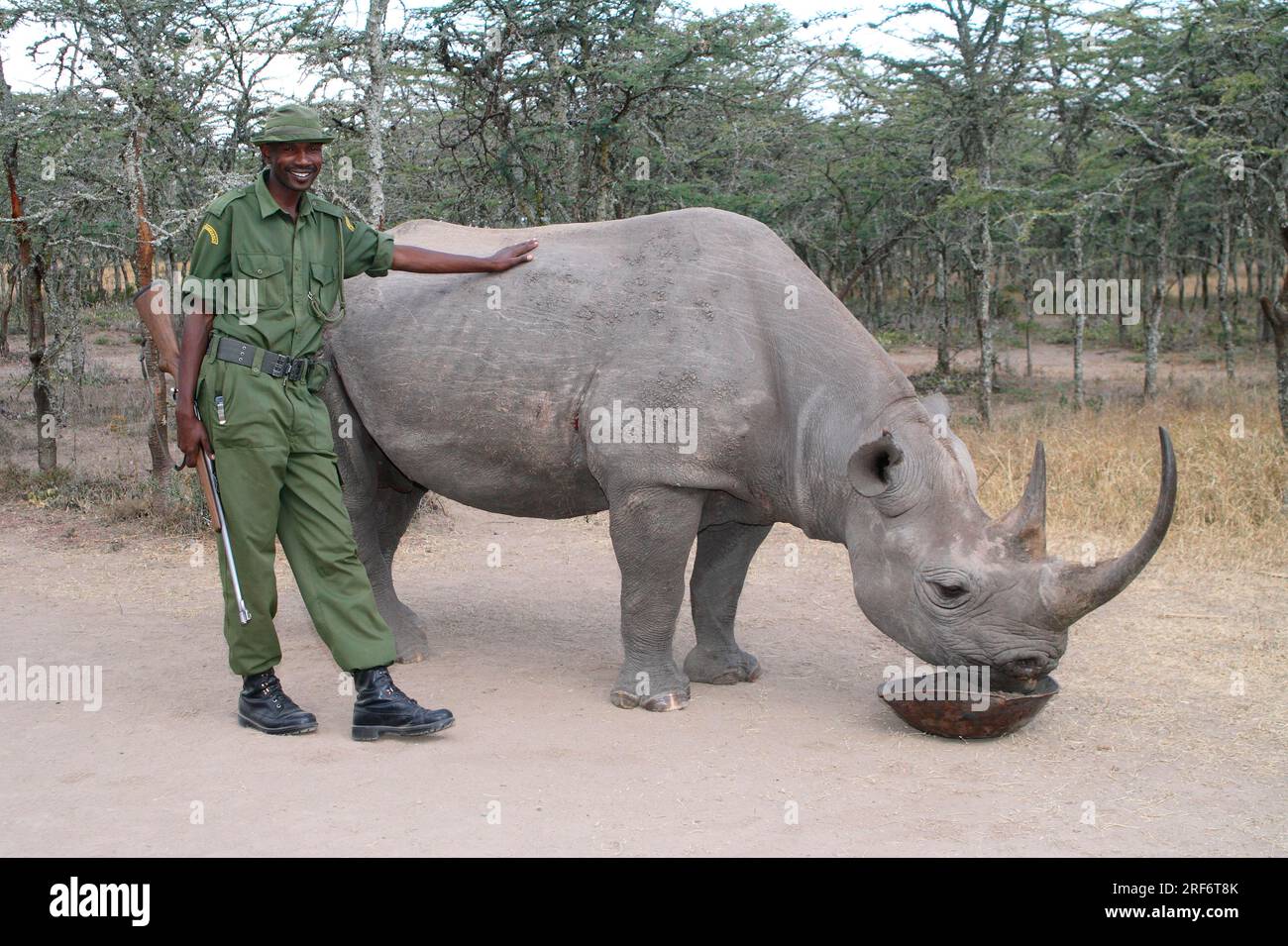 Garde avec rhinocéros noir (Diceros bicornis), Sweetwaters Game Reserve, Kenya Banque D'Images