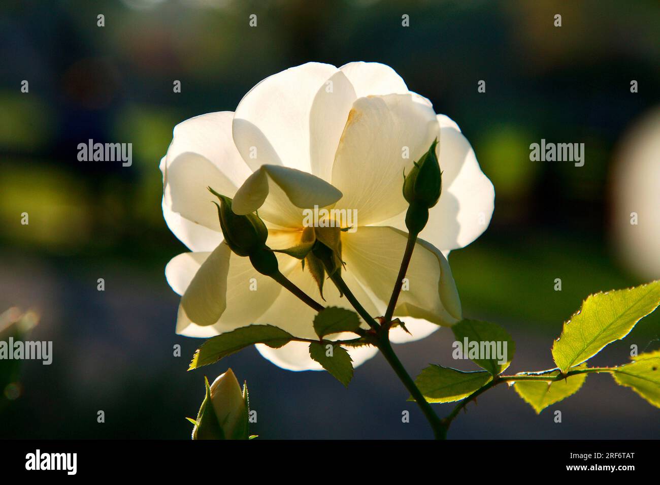 Arbuste Rose 'Blanche-neige' (rose), Rose Banque D'Images