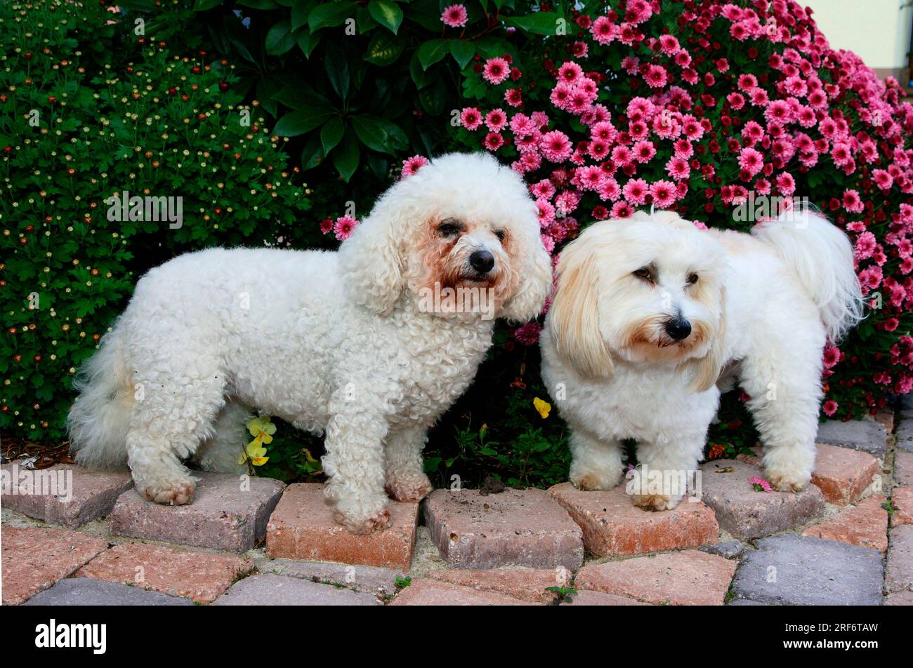 Coton de Tulear et Bichon Frise Banque D'Images