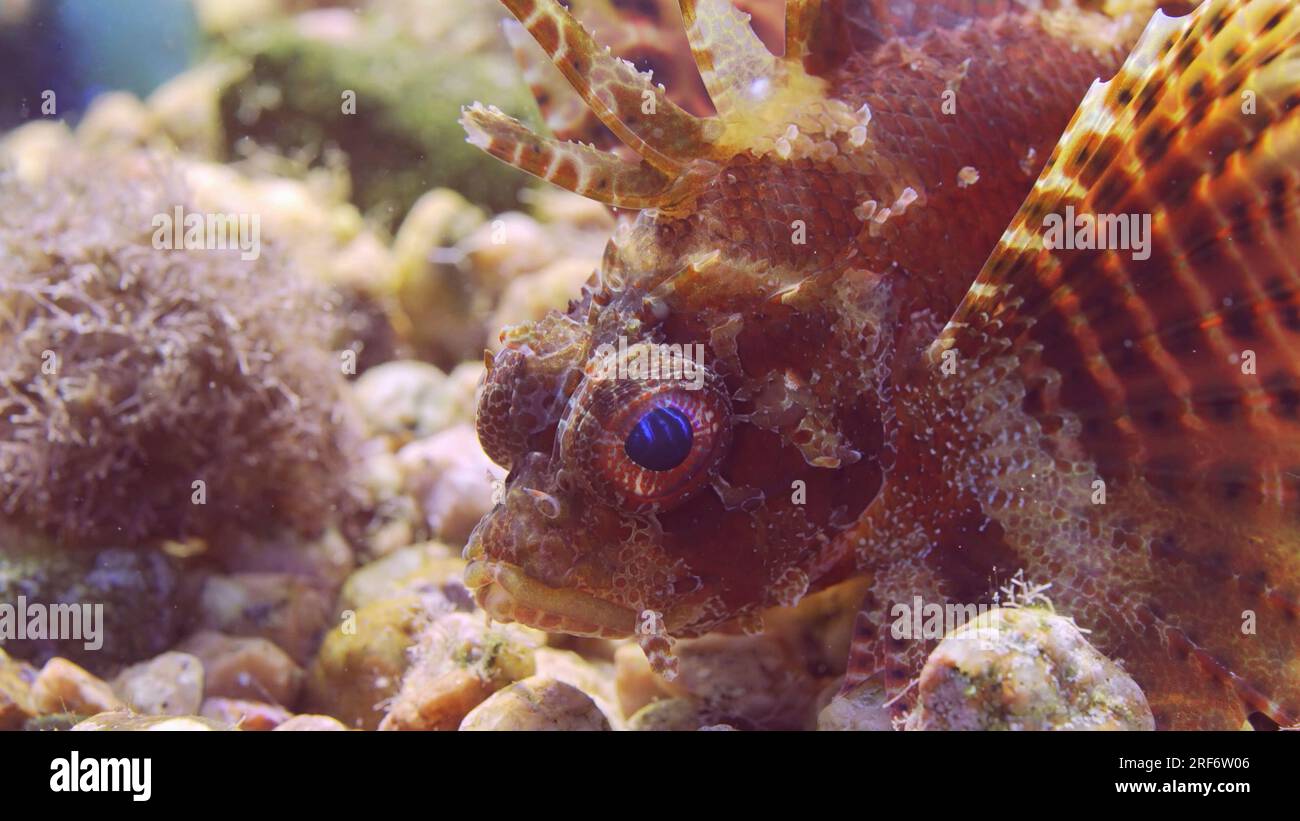 Gros plan de poisson zèbre aux yeux bleus sur fond sablonneux et rocheux dans des rayons de soleil lumineux. Poisson-lion zèbre, poisson-lion nain de la mer Rouge ou poisson-dinde zèbre (Dendrochirus ze Banque D'Images