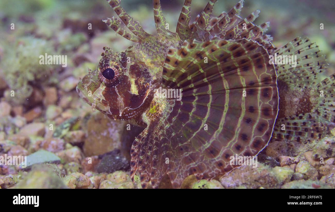 Poisson zèbre nageant sur fond sablonneux et rocheux en plein soleil. Zebra Lionfish, Red Sea Dwarf Lionfish ou Zebra Turkey (Dendrochirus Zebra, Dendro Banque D'Images