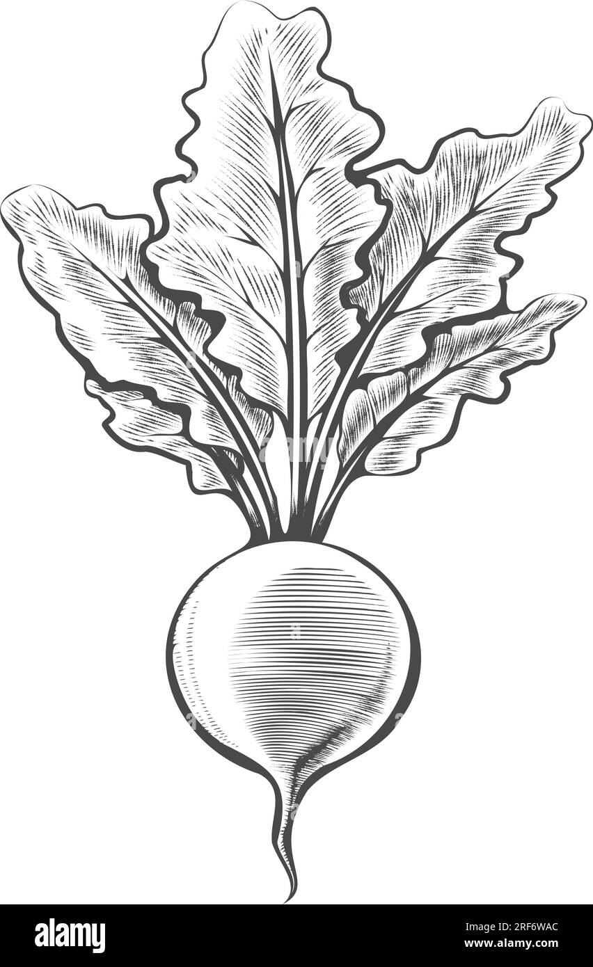 Gravure de légume betterave dessinée à la main Illustration de Vecteur