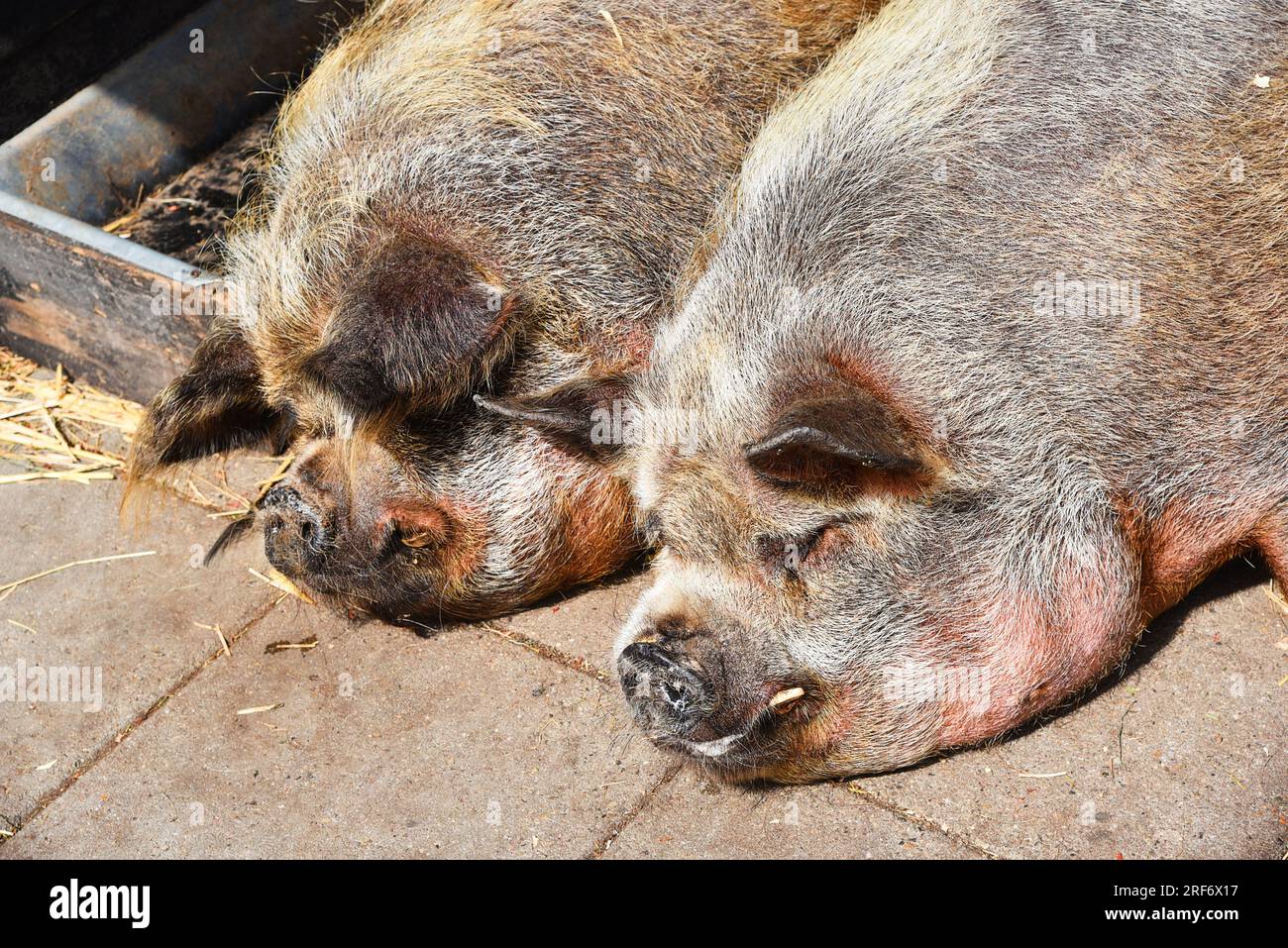 Broek op Langedijk, pays-Bas. 24 juillet 2023.deux cochons dorment confortablement. Photo de haute qualité Banque D'Images