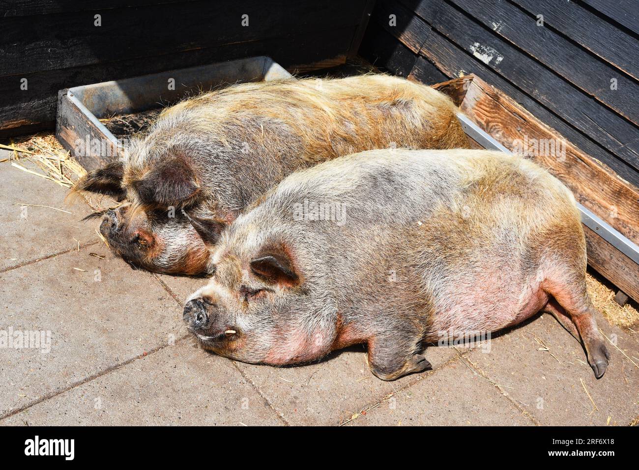Broek op Langedijk, pays-Bas. 24 juillet 2023.deux cochons dorment confortablement. Photo de haute qualité Banque D'Images