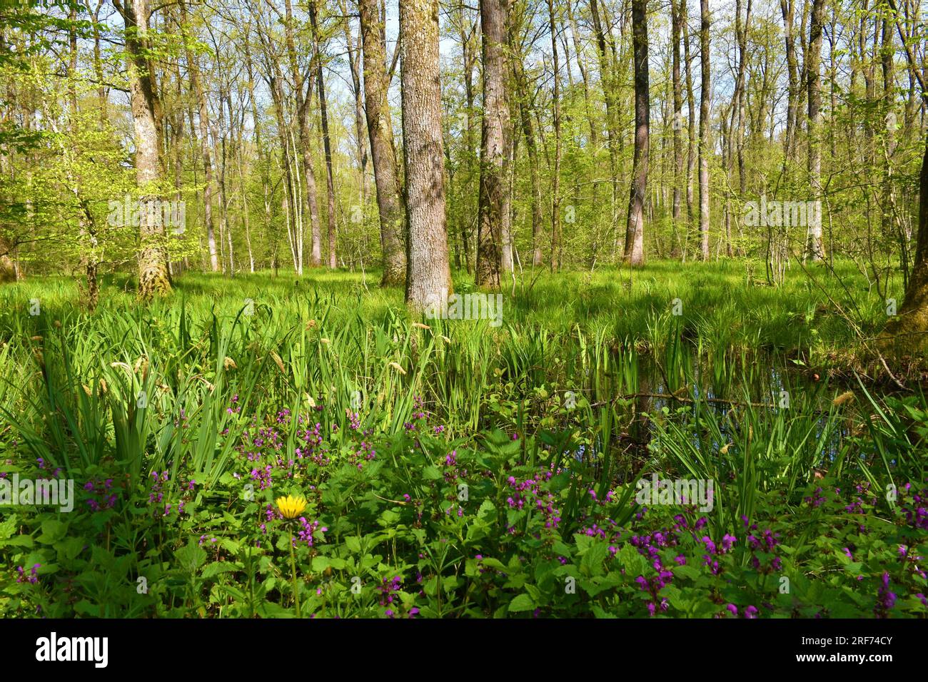 Forêt de Krakov marécageuse avec chênes pédonculés (Quercus robur) et fleurs pourpres d'ortie morte (Lamium maculatum) Banque D'Images