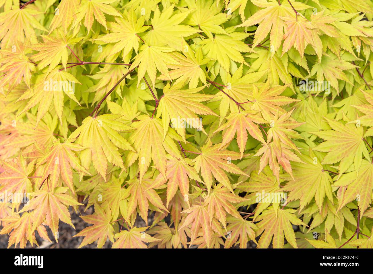 Schirasawa-Ahorn (Acer shirasawanum 'Autumn Moon') Banque D'Images