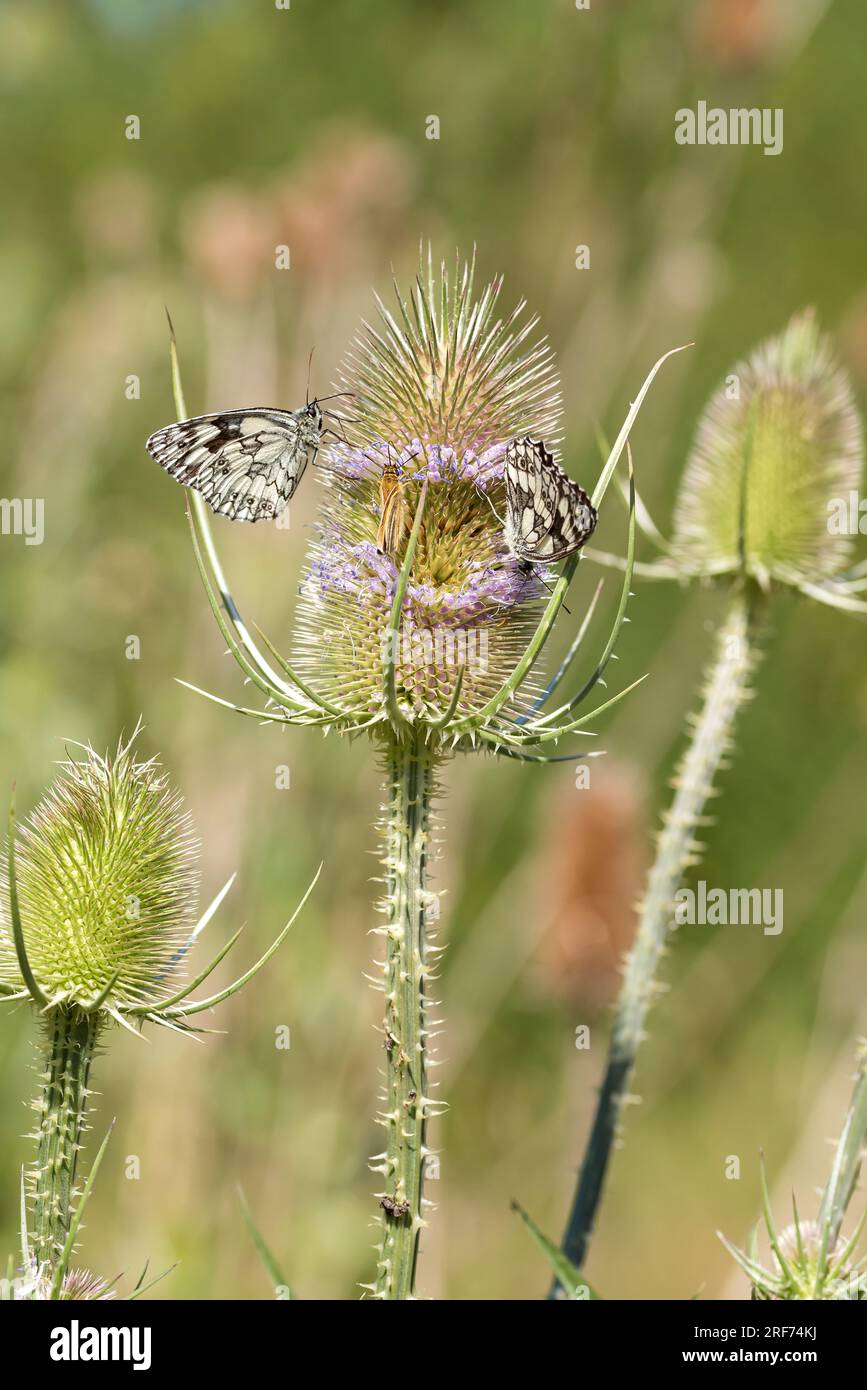 Wilde Karde (Dipsacus fullonum), Schachbrettfalter (Melanardia galathea) Banque D'Images