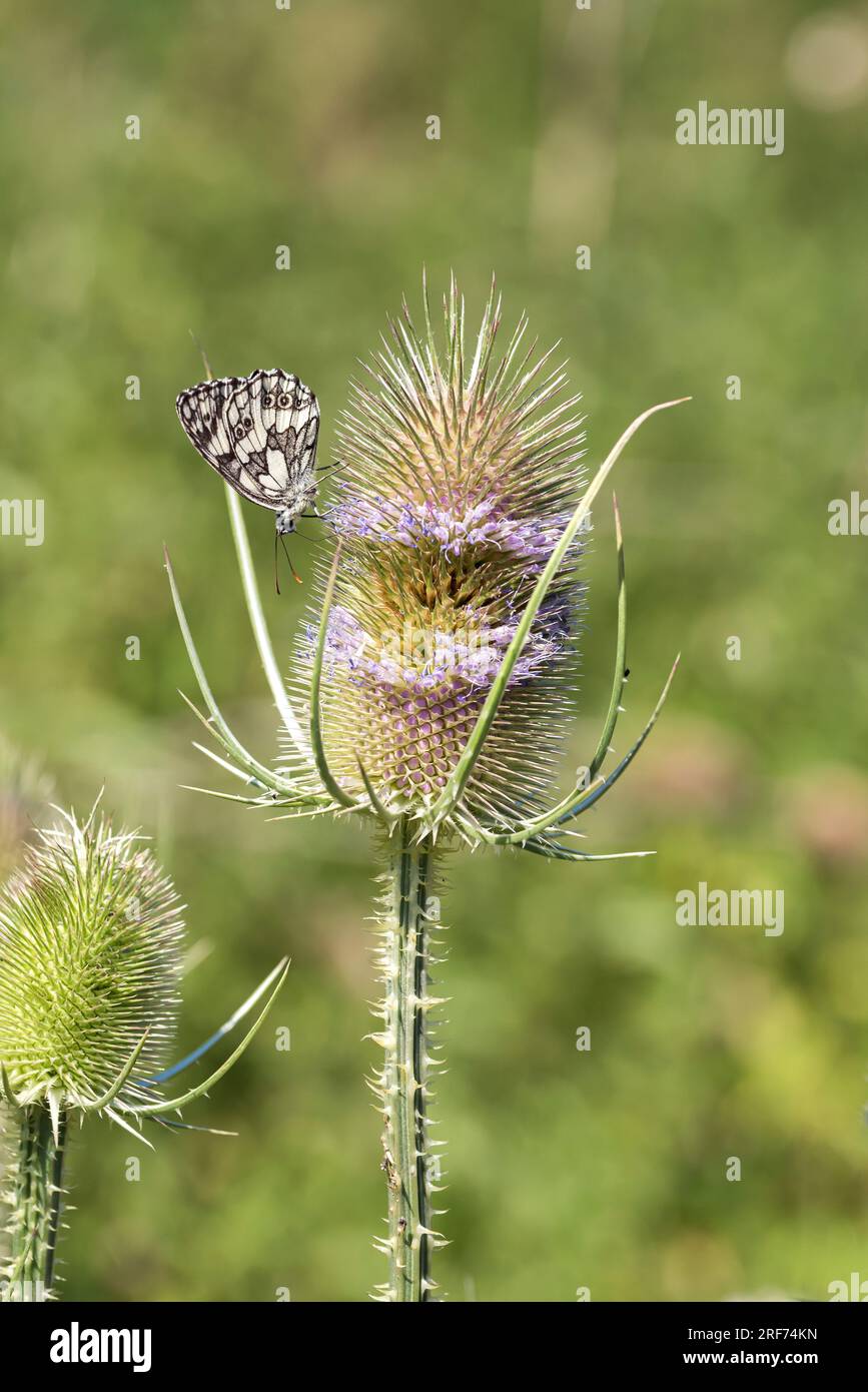 Wilde Karde (Dipsacus fullonum), Schachbrettfalter (Melanardia galathea) Banque D'Images