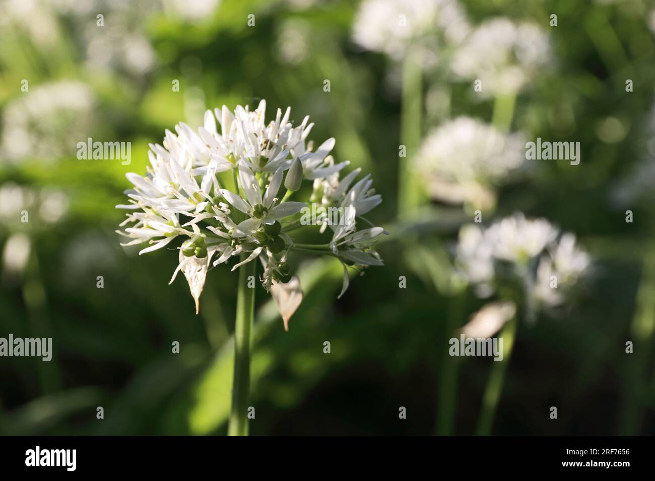 L'ail sauvage en fleur Banque D'Images