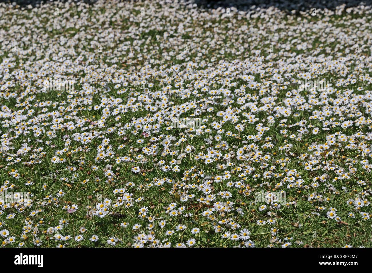 Une pelouse couverte de marguerites, Buxton Banque D'Images