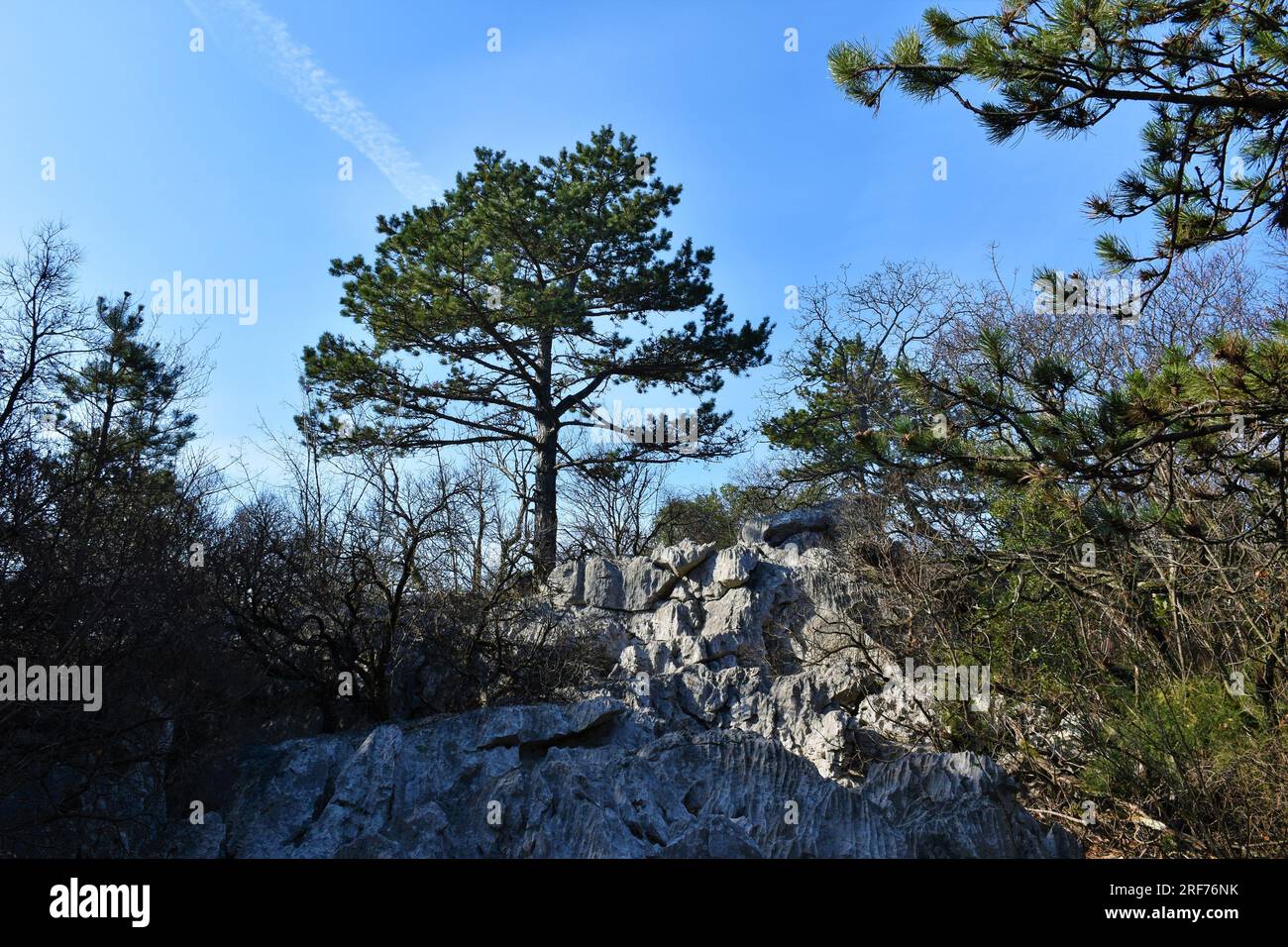 Arbre de pin autrichien ou pin noir (Pinus nigra) dans une forêt rocheuse méditerranéenne Banque D'Images