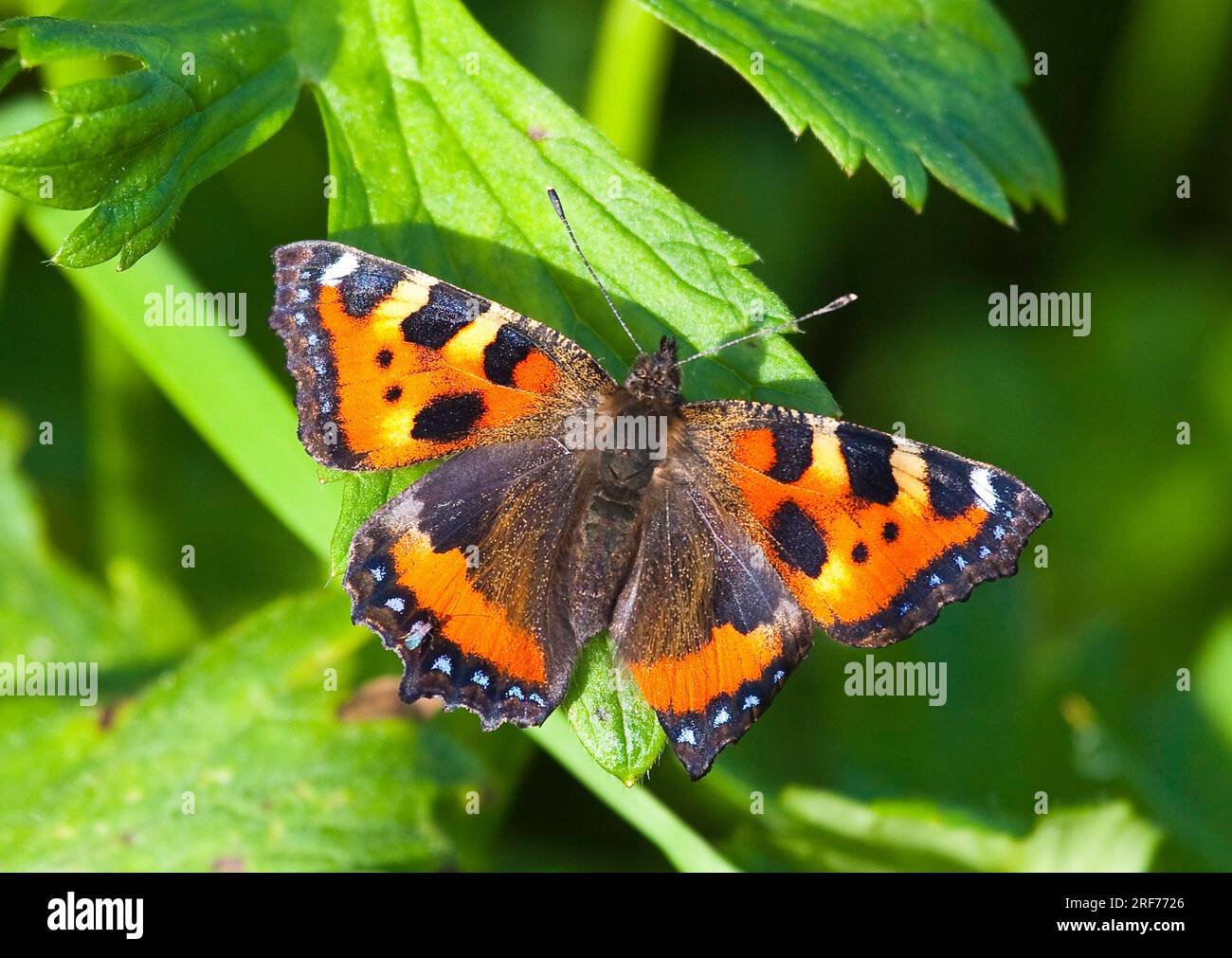 Schmetterling, Kleiner Fuchs, Tagfalter (Agleis urticae) Banque D'Images