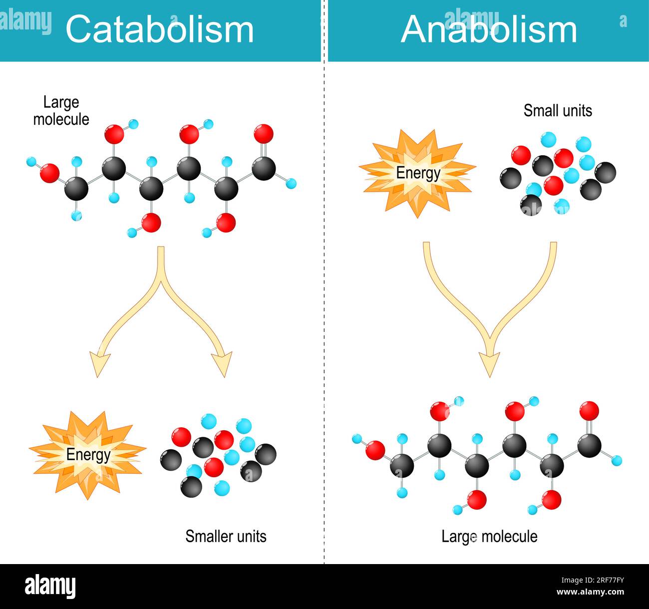 Différence entre anabolisme, catabolisme. L'anabolisme est une biosynthèse de molécules construites à partir de plus petites unités. Le catabolisme est le métabolisme de la dégradation, Illustration de Vecteur