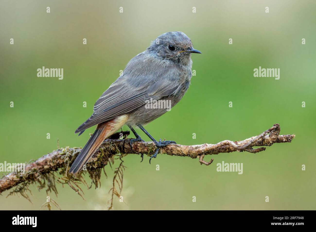 Hausrotschwanz (Phoenicurus ochruros) Weibchen Banque D'Images
