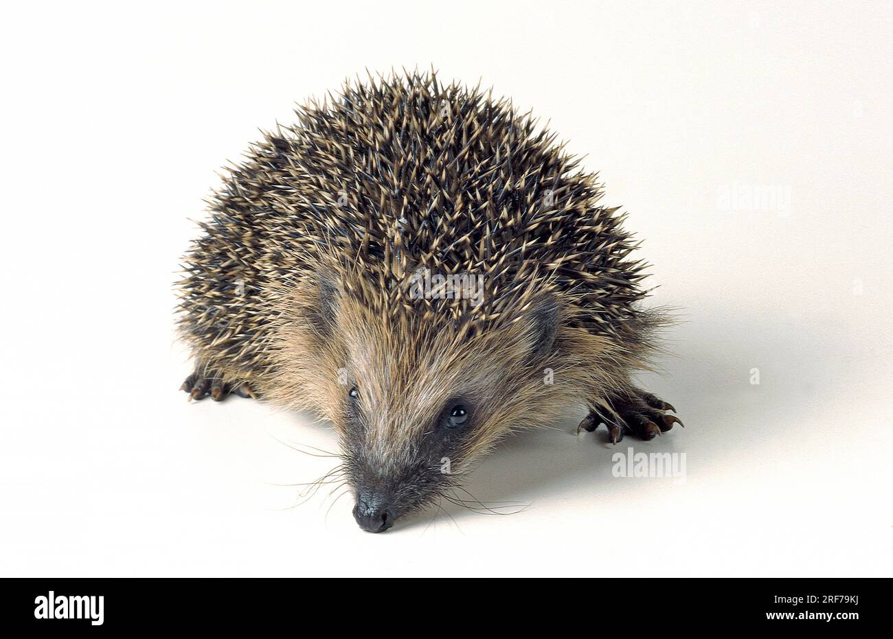 Europäischer Igel, Studioaufnahme, Freisteller, (erinaceus europaneus), Banque D'Images