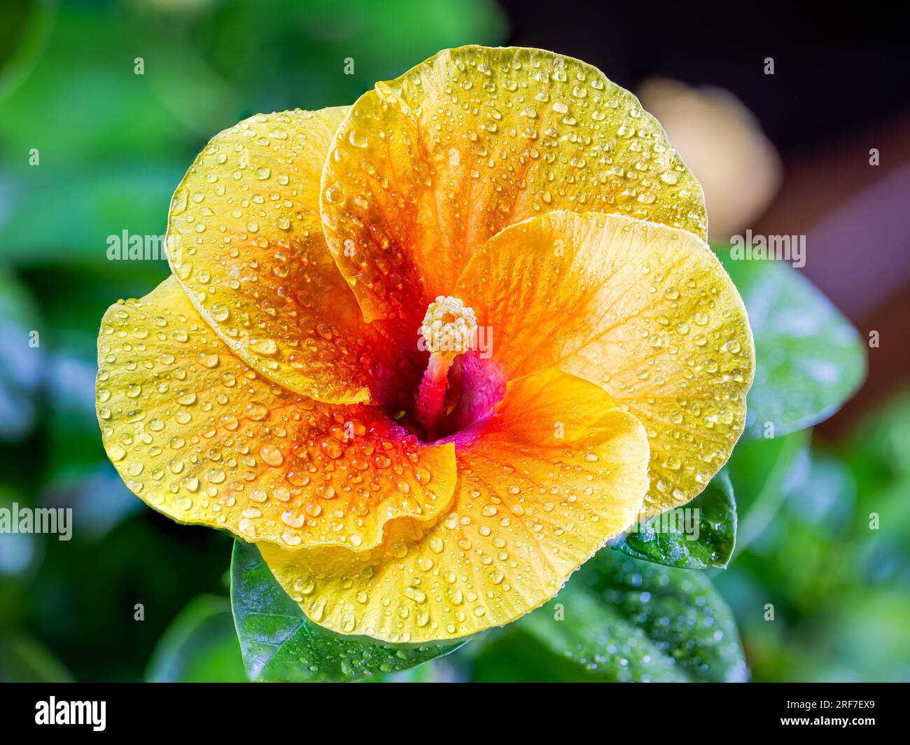 Un gros plan révèle la gloire radieuse d’un hibiscus jaune. Ses pétales audacieux éclatent, une symphonie ensoleillée. En son cœur, un noyau cramoisi remue l'âme Banque D'Images