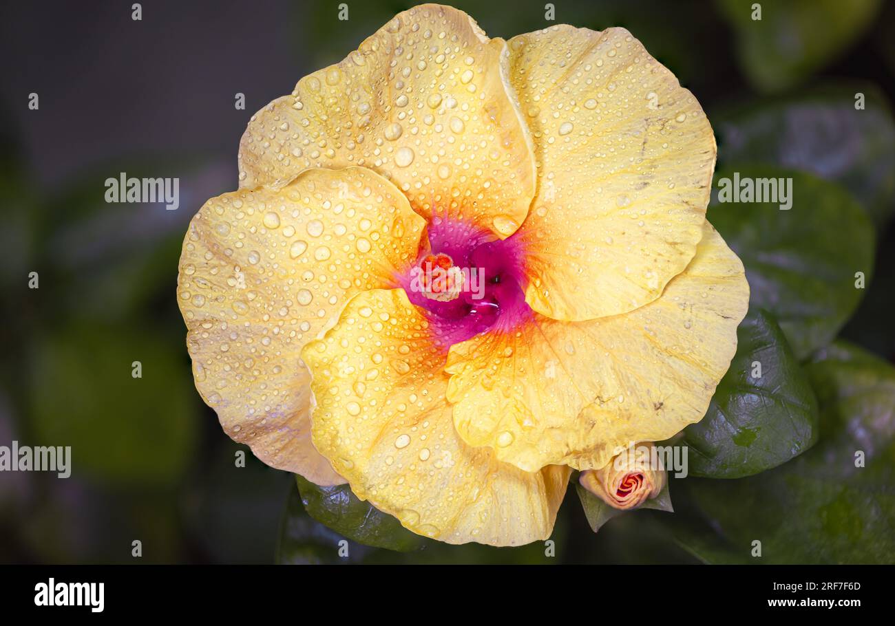 Un gros plan révèle la gloire radieuse d’un hibiscus jaune. Ses pétales audacieux éclatent, une symphonie ensoleillée. En son cœur, un noyau cramoisi remue l'âme Banque D'Images