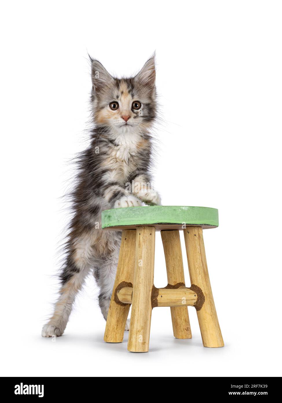 Adorable chat tortie mignon chaton, debout face à l'avant avec des pattes avant sur un petit tabouret en bois. Regarder vers la caméra. Isolé sur fond blanc. Banque D'Images