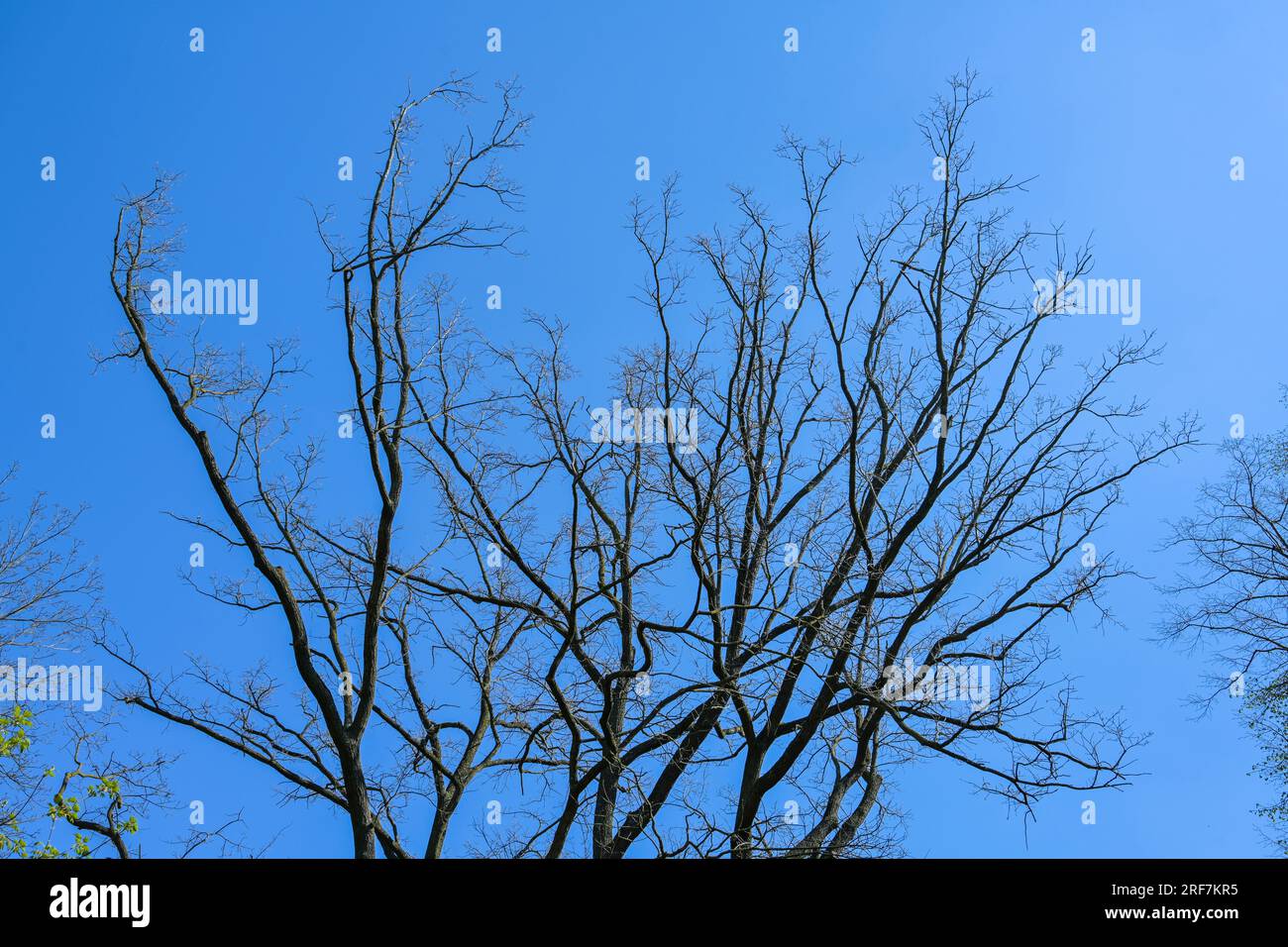 Baum ohne laub Banque de photographies et d’images à haute résolution