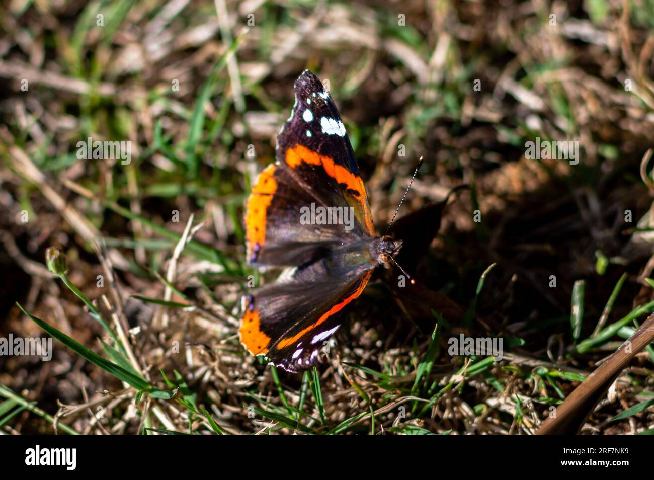 Gros plan d'un papillon amiral rouge Banque D'Images
