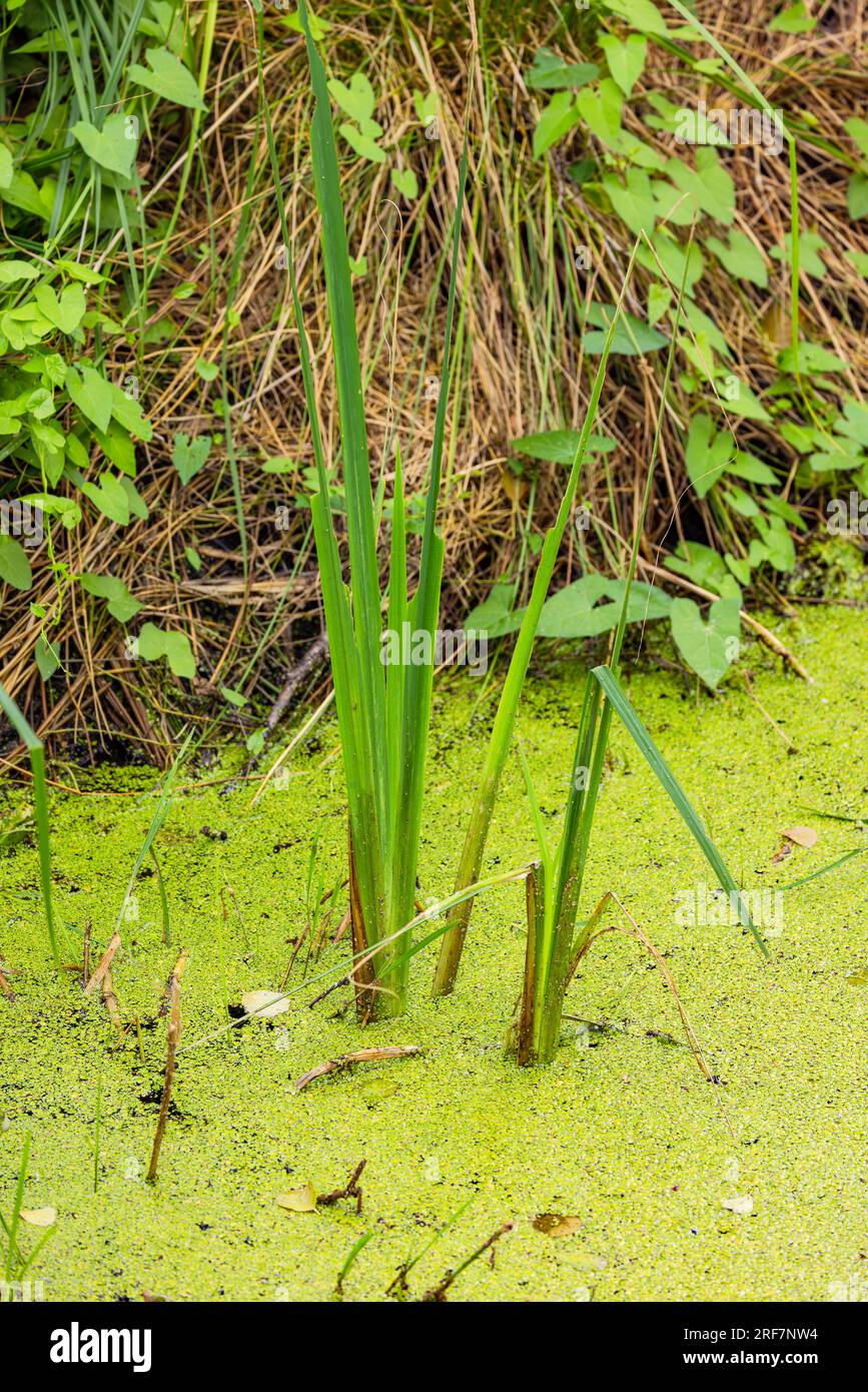 Les plantes vertes et les algues recouvrent l'eau d'un lac près de la rive en été humide Banque D'Images
