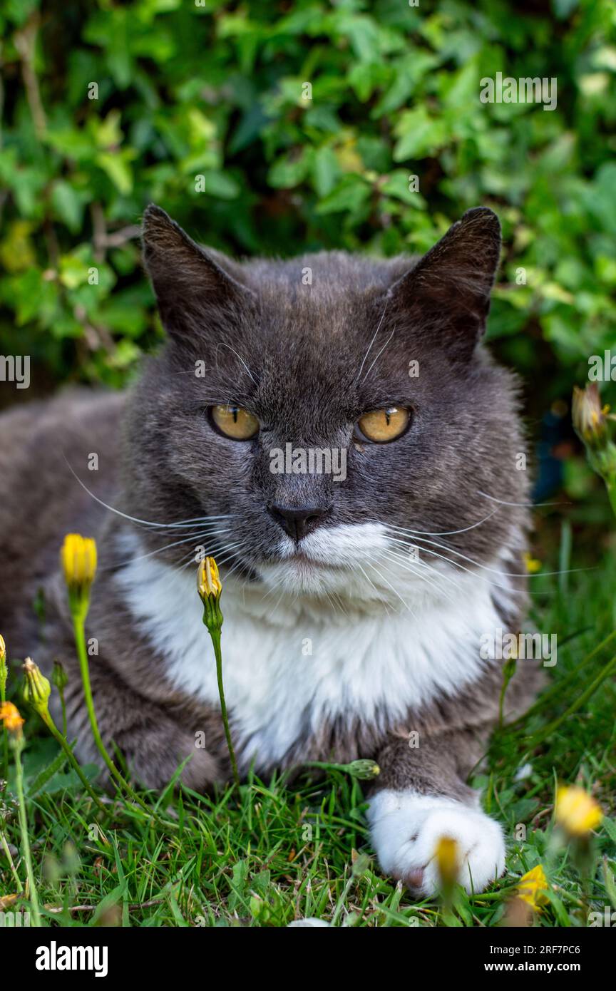 Gros plan d'un chat Chartreux mâle de race pure avec une poitrine blanche couchée sur l'herbe avec quelques pissenlits Banque D'Images