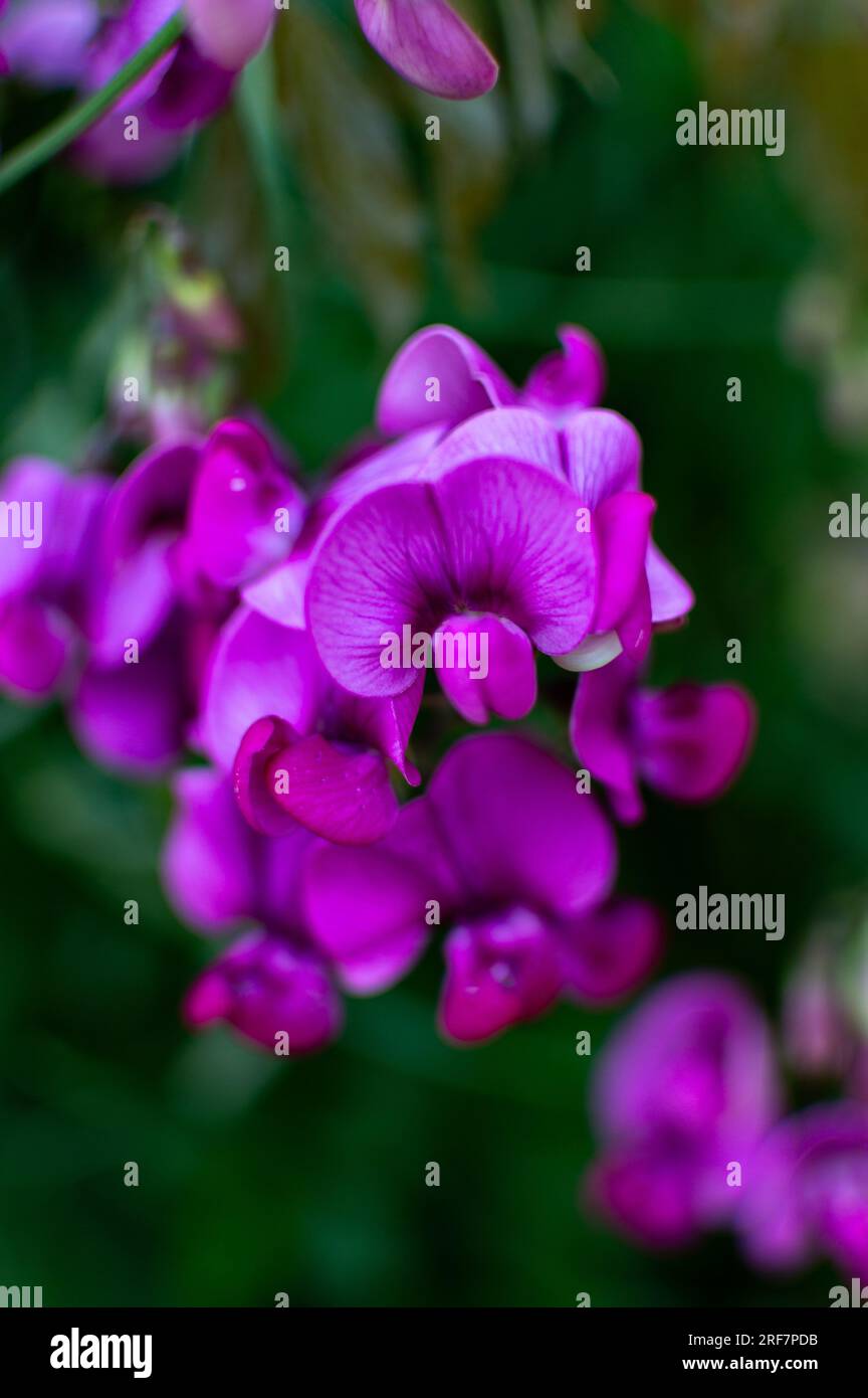 Gros plan sur les pois vivaces violets Banque D'Images