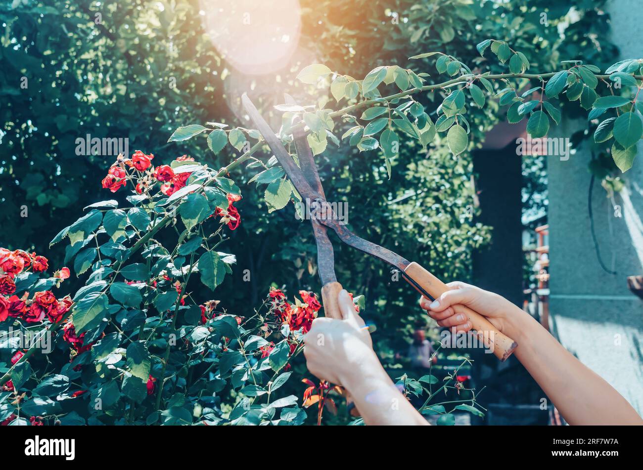 Cisailles à main de jardin taillent des rosiers. Jardinier élaguant des rosiers dans le jardin Banque D'Images