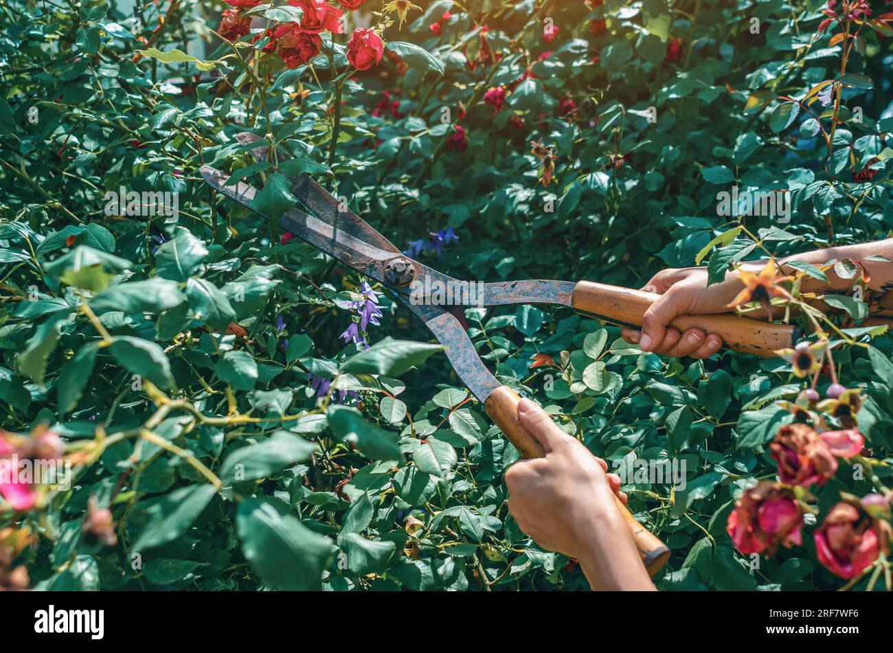 Les mains du jardinier sont taillées avec des cisailles spéciales de taille des roses de brousse dans le jardin. Soin des plantes, taille des arbres. Banque D'Images