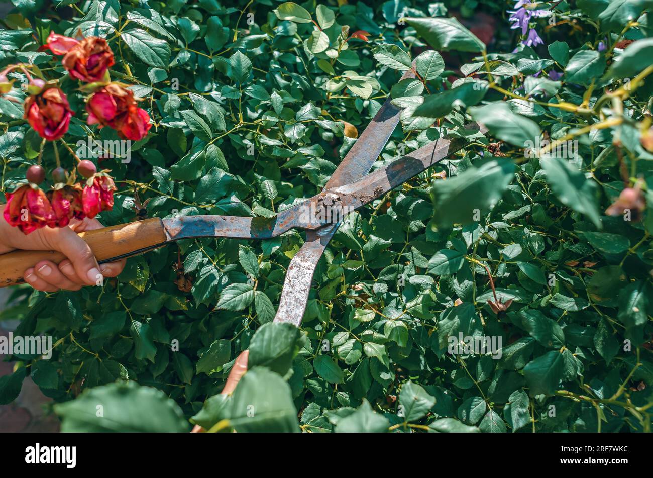 Les mains du jardinier sont taillées avec des cisailles spéciales de taille des roses de brousse dans le jardin. Soin des plantes, taille des arbres. Banque D'Images