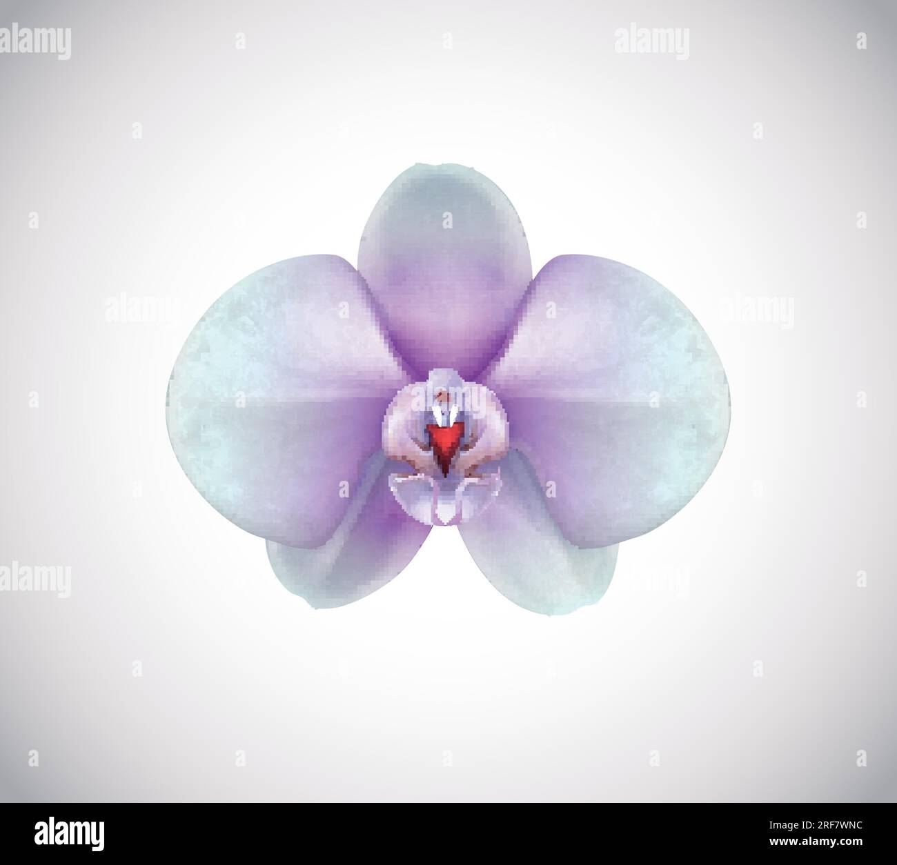 Belle fleur d'orchidée blanche et violette gros plan isolé sur fond. Illustration de Vecteur