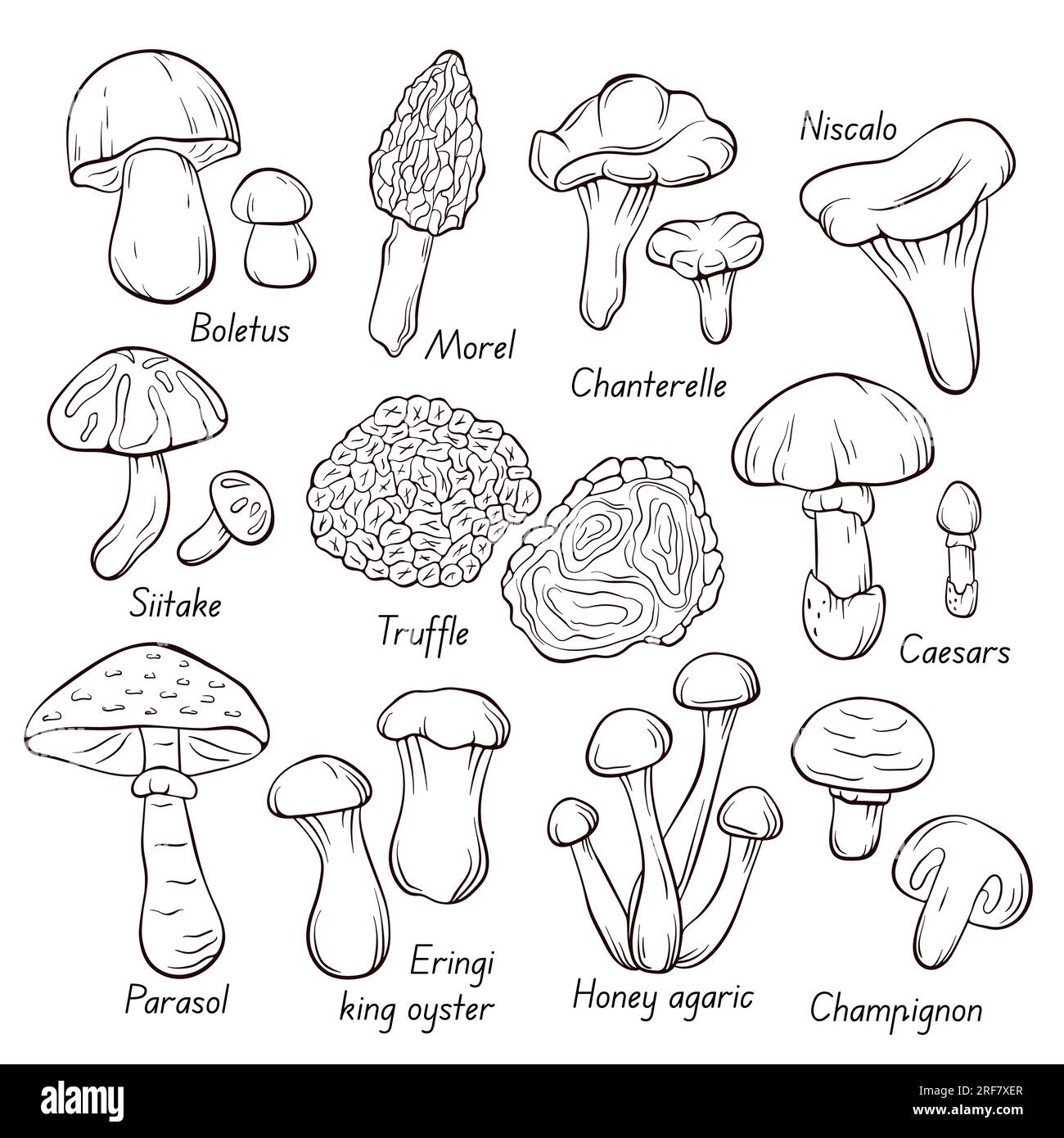 Collection de champignons comestibles dans le style d'art de ligne. Dessin d'aliments dessiné à la main. Croquis de plantes forestières. Parfait pour recette, menu, étiquette, icône, emballage Illustration de Vecteur