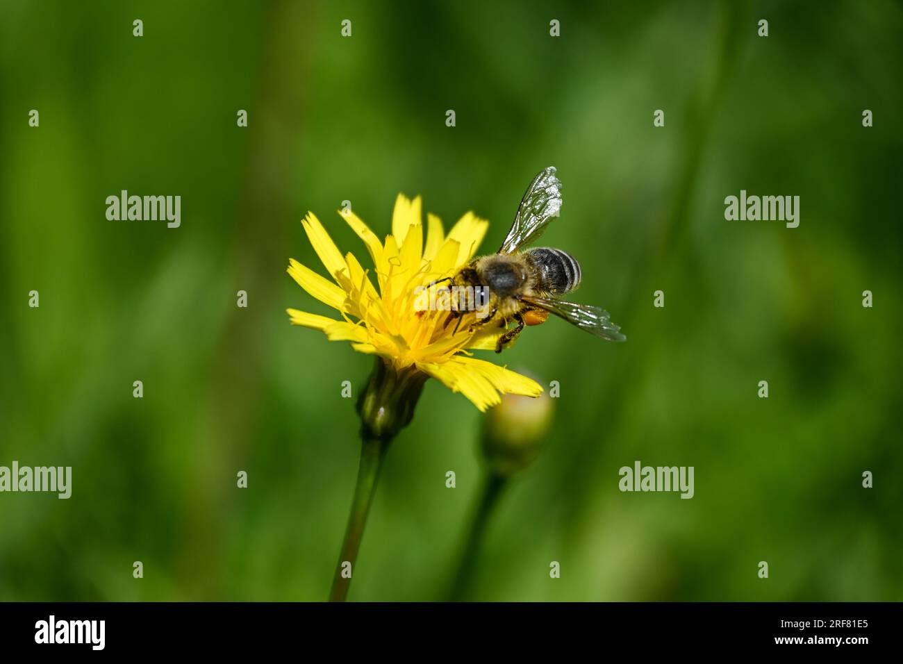 Abeille sur une fleur Banque D'Images