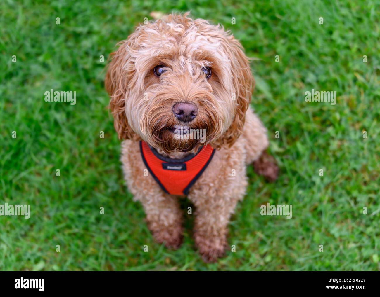 Cockapoo Banque D'Images