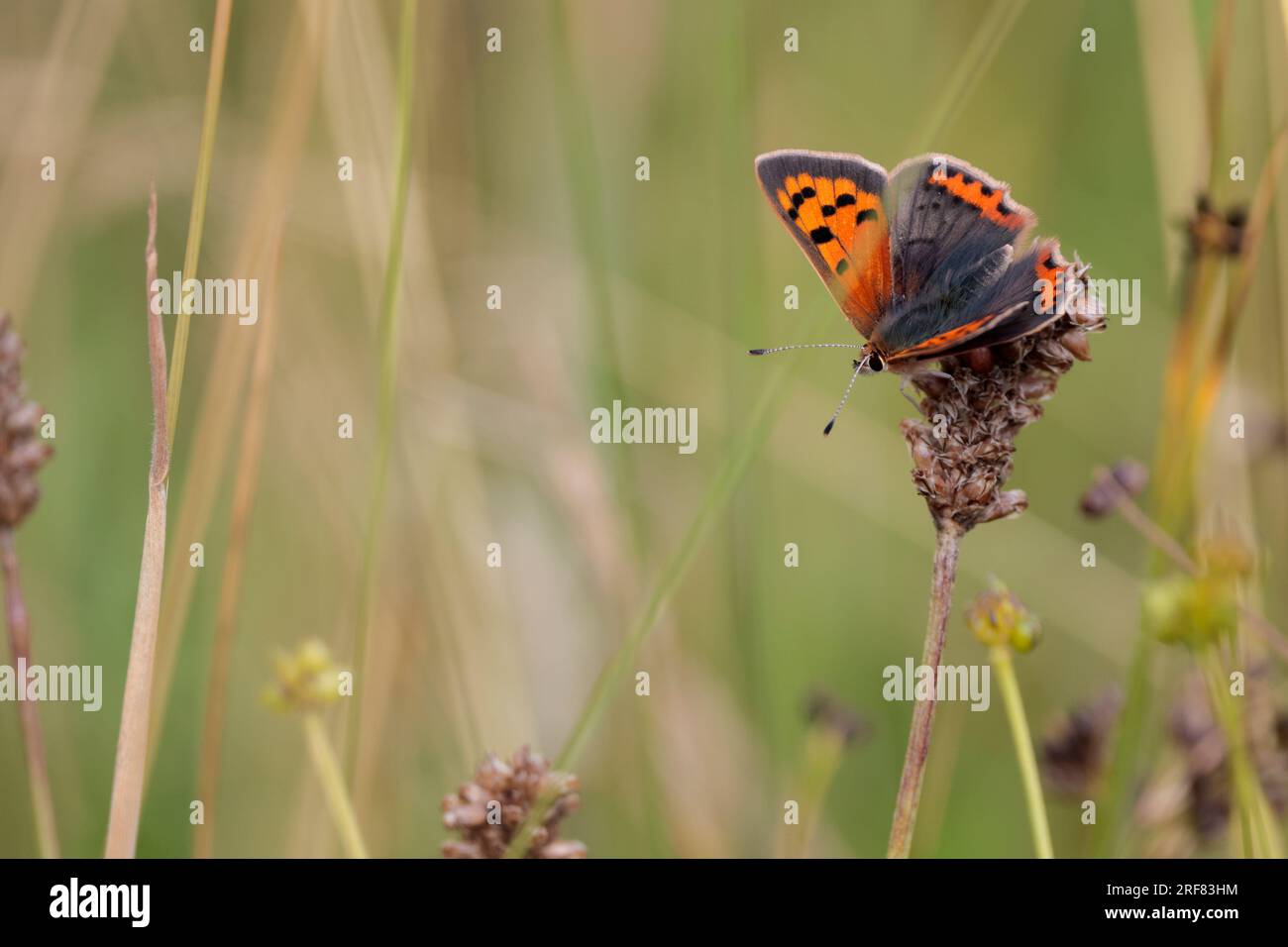 Petit cuivre Lycaena phlaeas, papillon sur la végétation orangé et brun motifs sur les ailes supérieures en dessous des mêmes motifs, mais buff coloration en été Banque D'Images