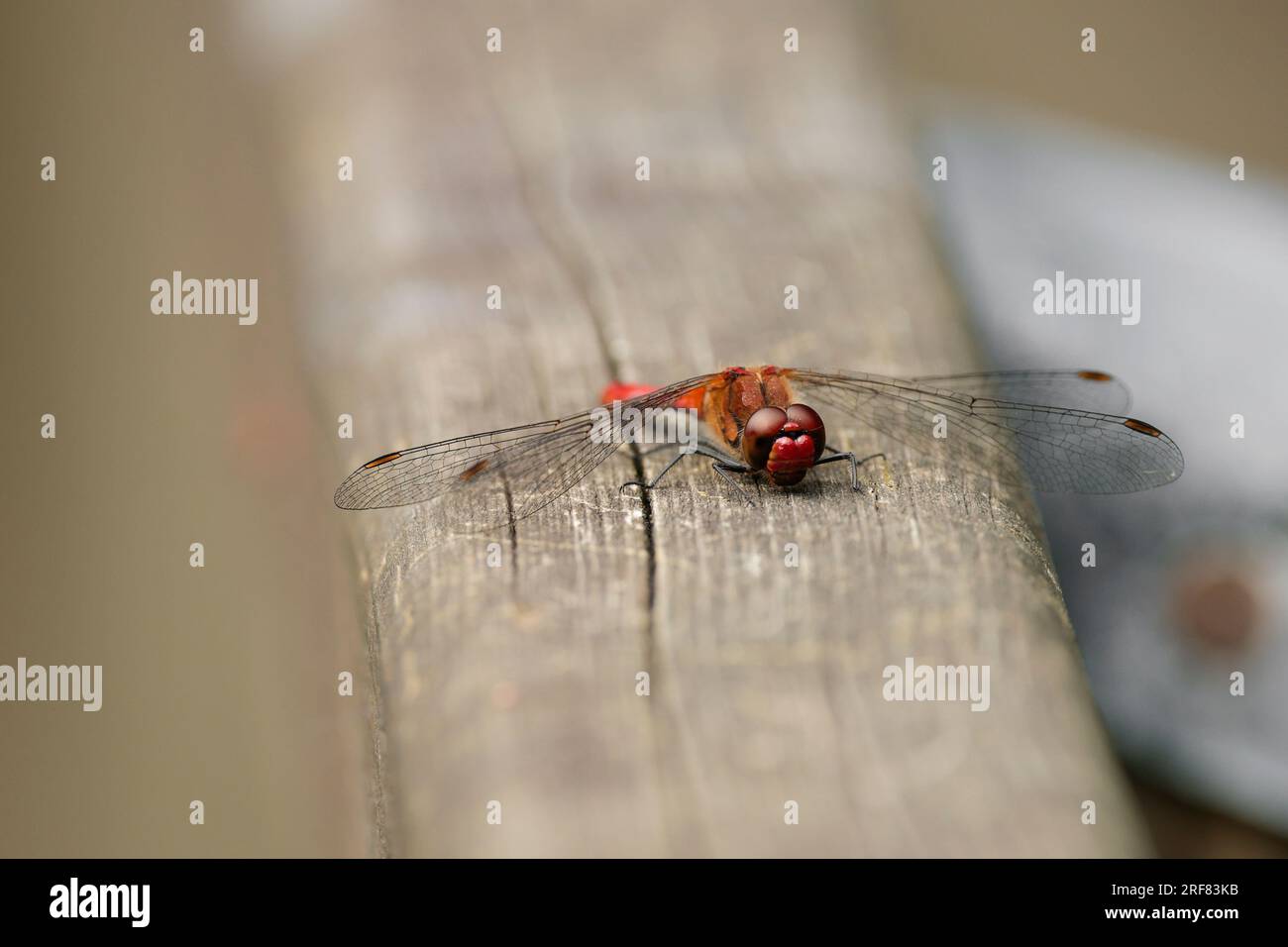 Libellule dard commun Sympetrum striolatum, perché sur les ailes du rail de clôture loin du corps mâle rouge, les yeux composés rouges bruns se rapprochent des taches d'aile Banque D'Images