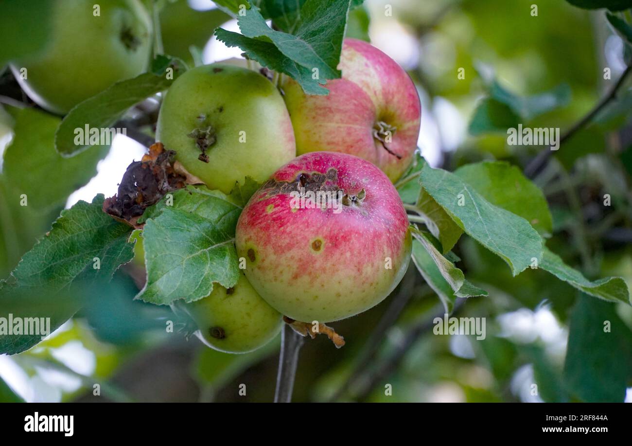 ilness sur les pommes dans un verger Banque D'Images