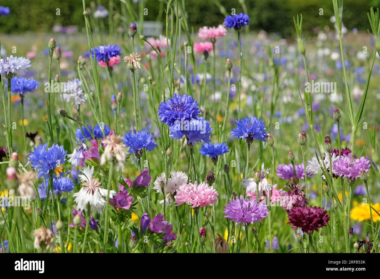 BachelorÕs bouton bleuet en fleur. Banque D'Images
