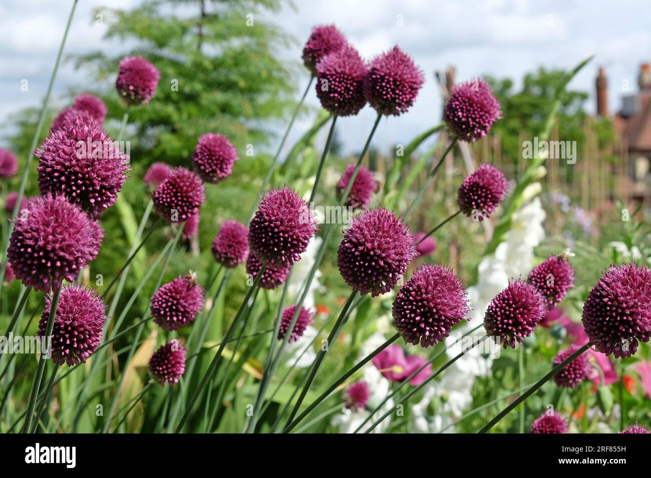 Violet Allium sphaerocephalon en fleur Banque D'Images