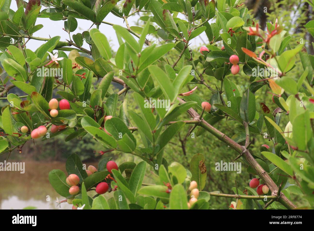 Carissa carandas fruits sur l'arbre à la ferme qui sont couramment utilisés comme condiment dans les cornichons et les épices Banque D'Images