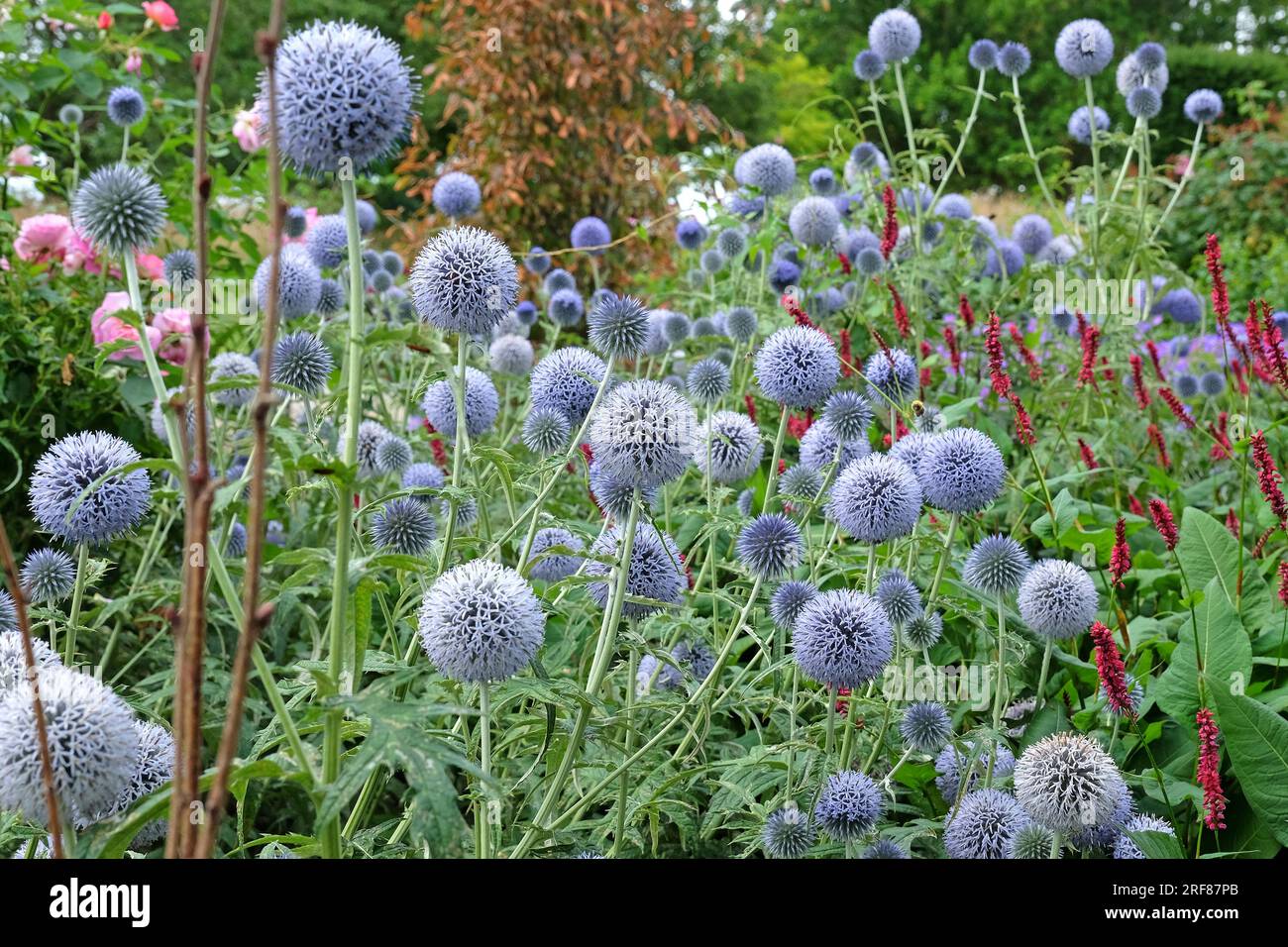 Echinops 'Taplow Blue' globe chardon en fleur Banque D'Images