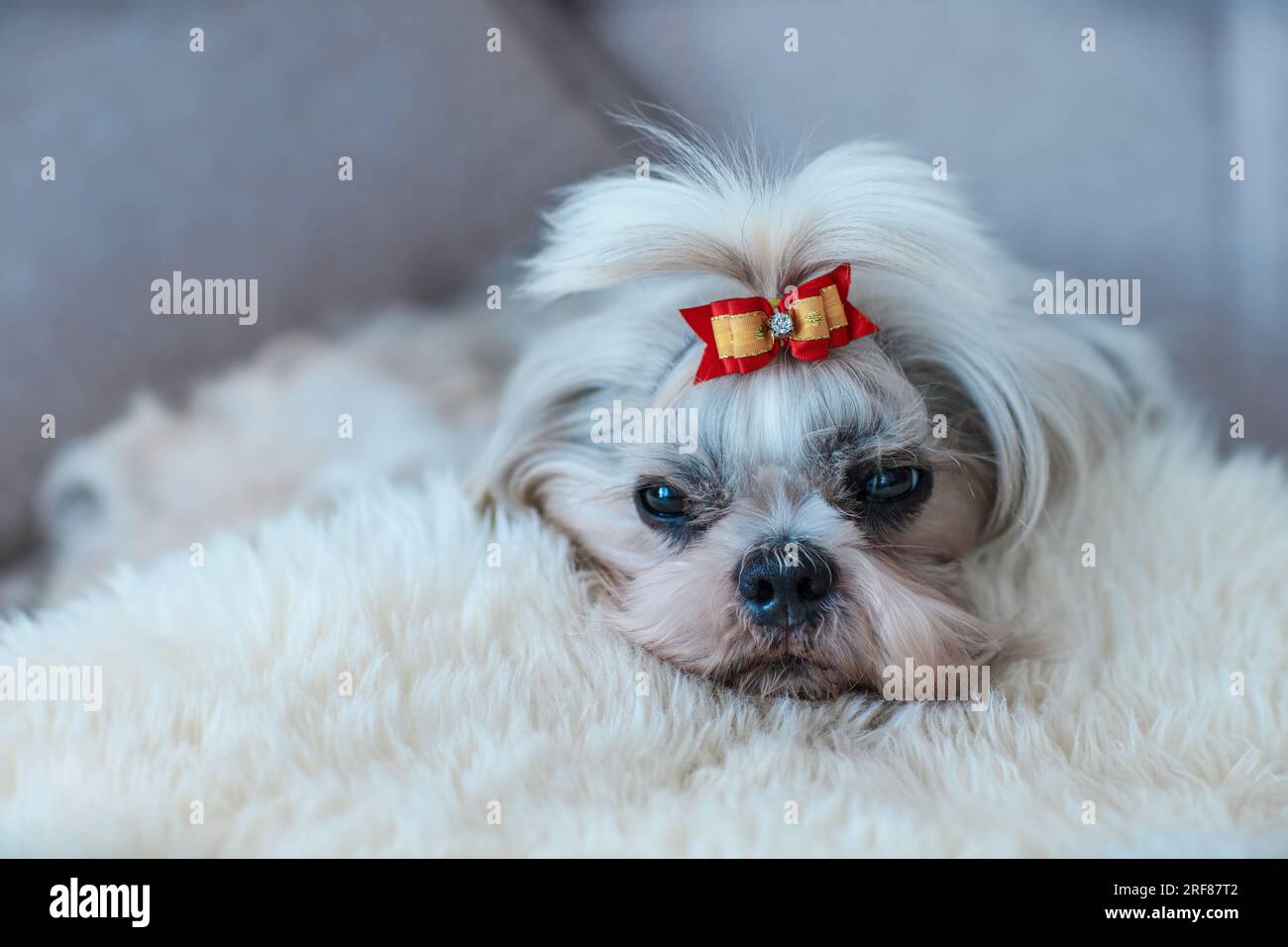 Chien Shih tzu avec arc dormant sur la fourrure blanche dans un lit Banque D'Images