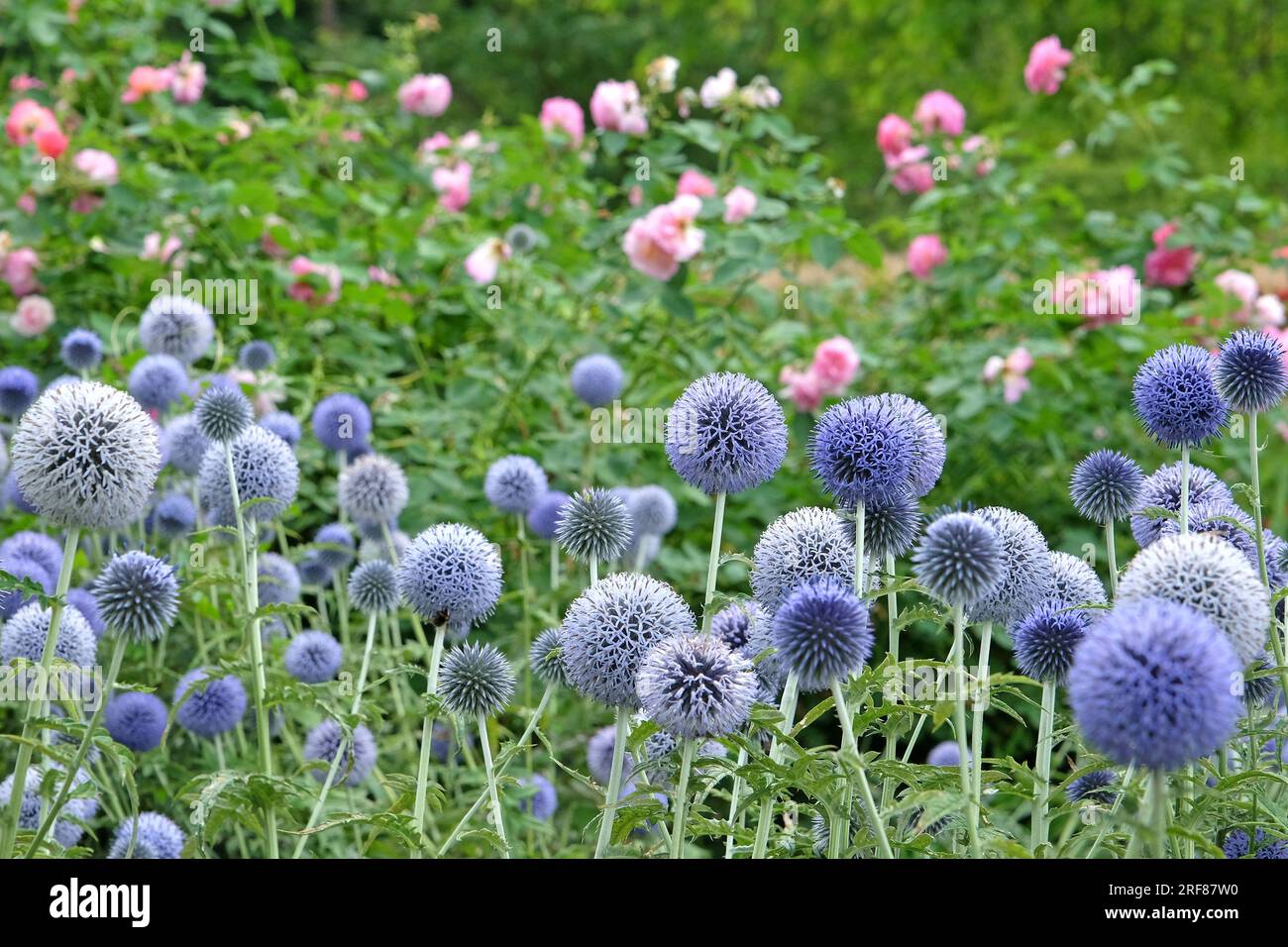 Echinops 'Taplow Blue' globe chardon en fleur Banque D'Images