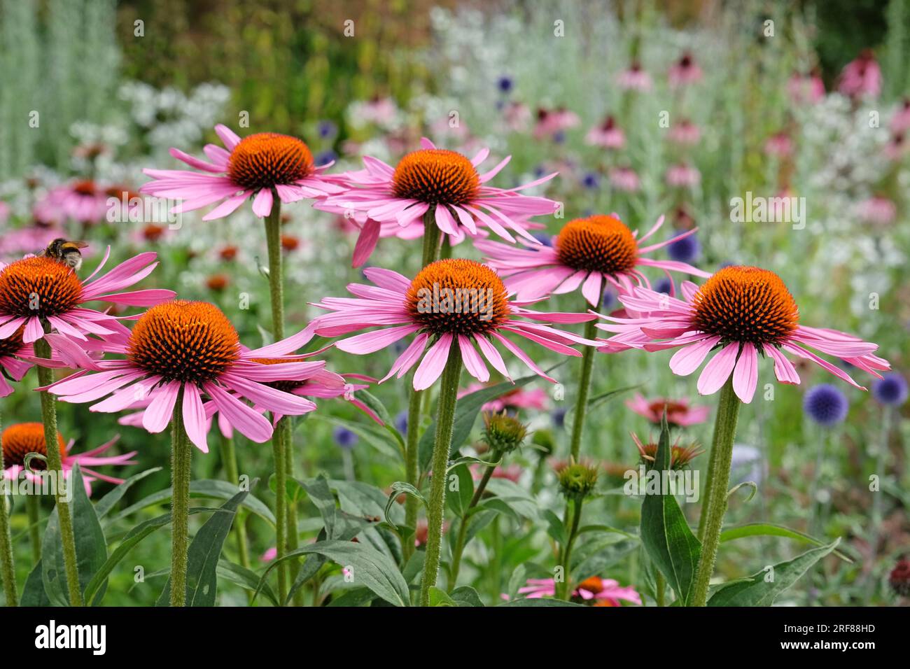 Echinacea purpurea 'Rubinstern' en fleur Banque D'Images